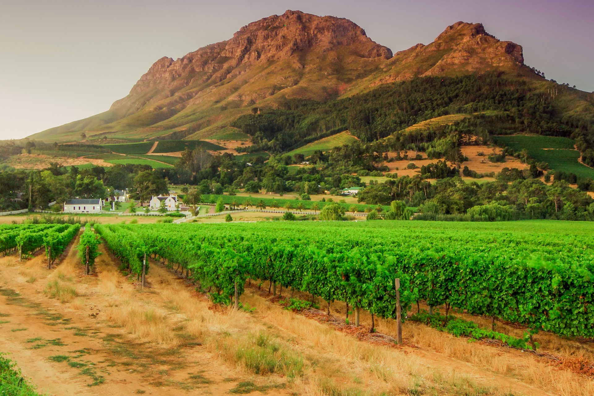 Vineyards and Helderberg Mountain near Stellenbosch at sunset, Western Cape