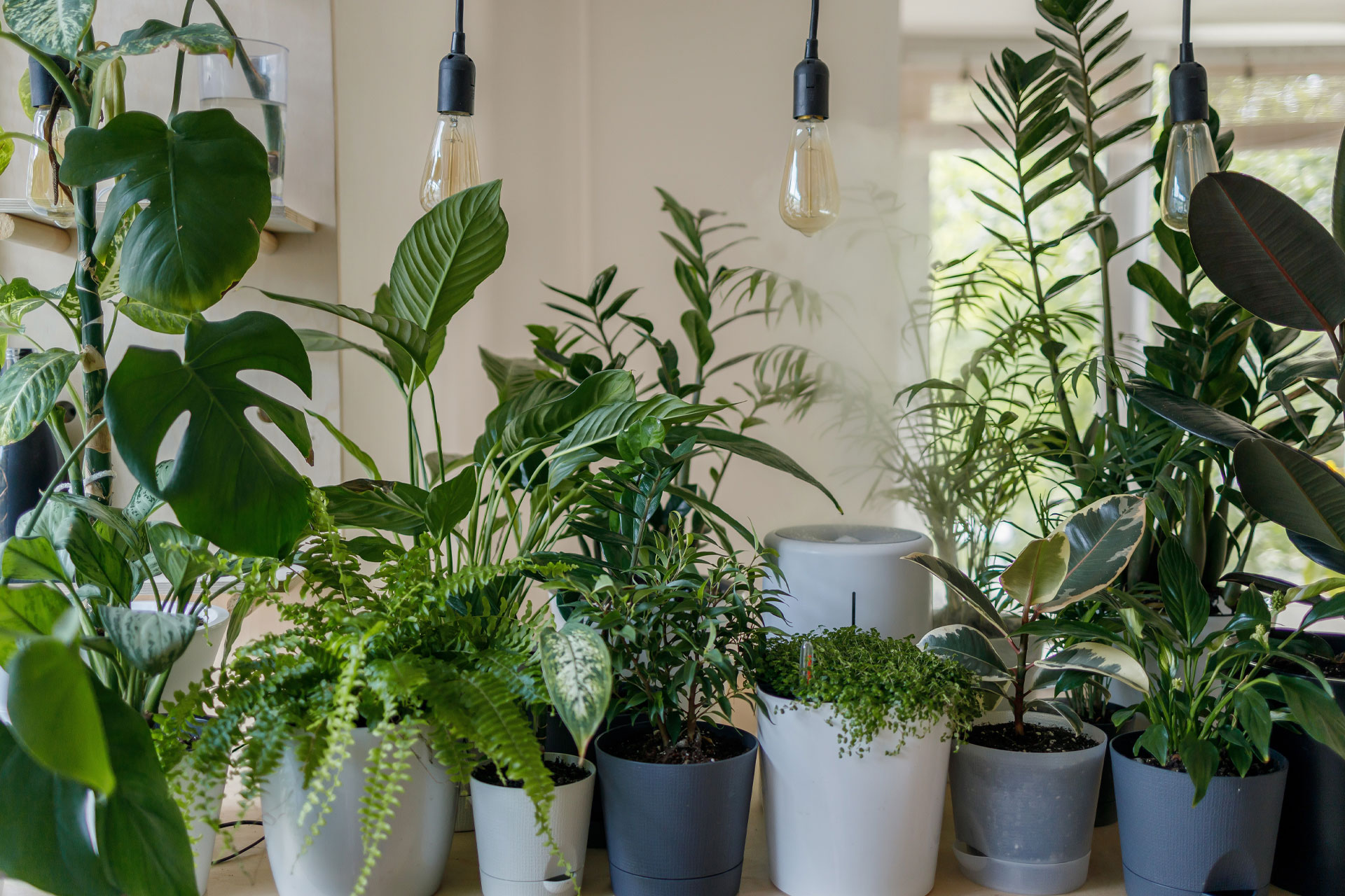 a row of house plants