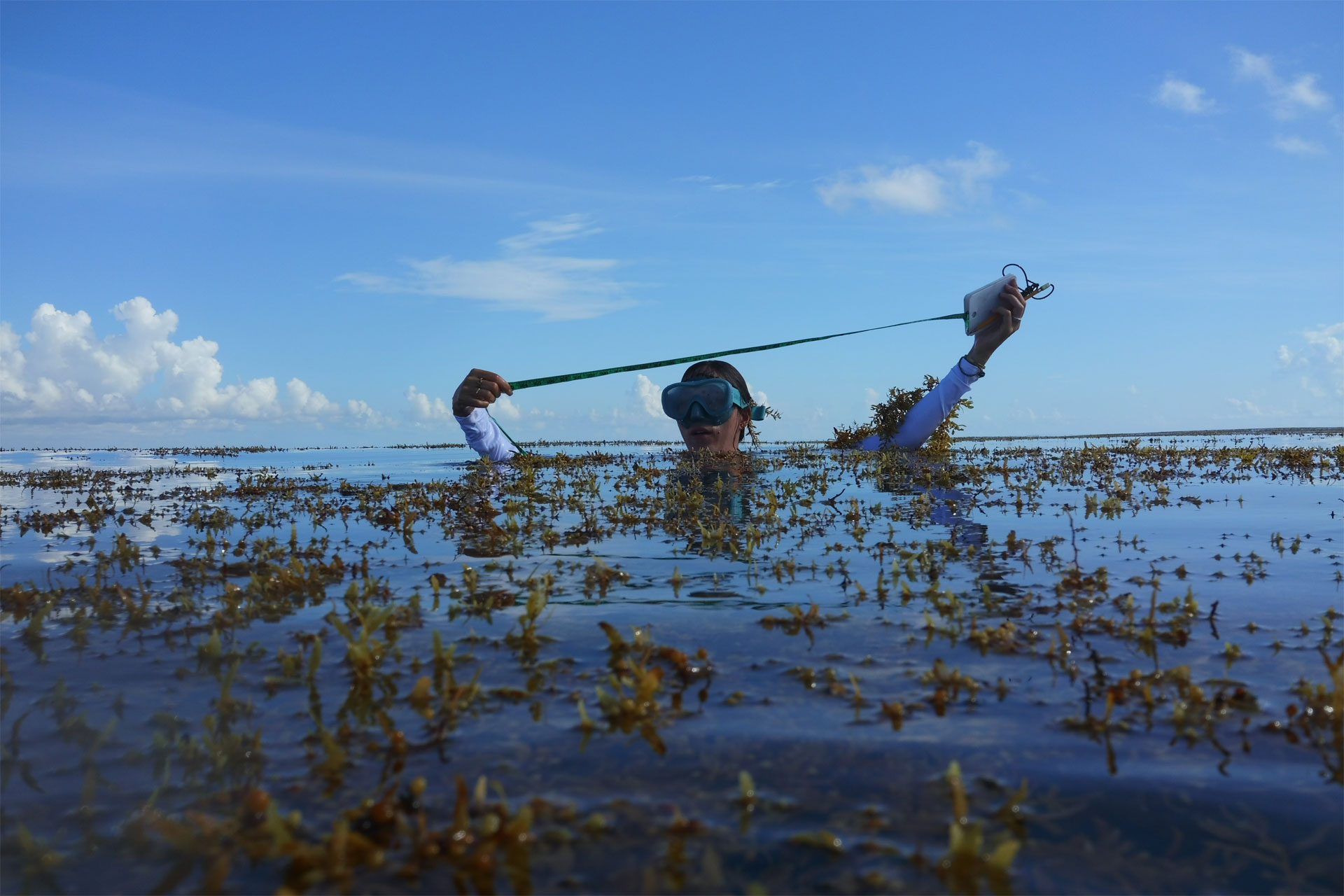 Sargassum farming by Seafields