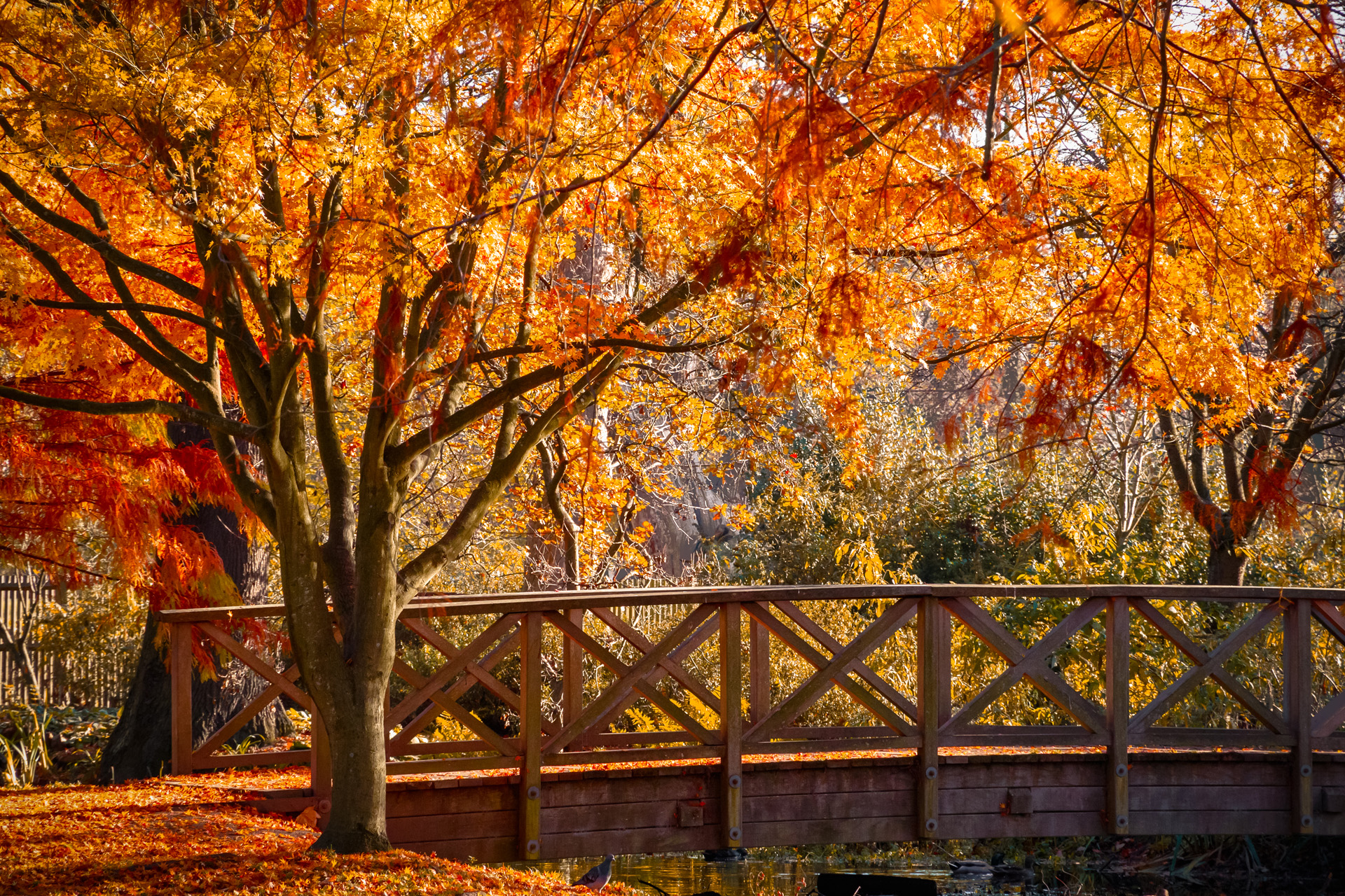 Wooden bridge in bushy park with autumn scene in London