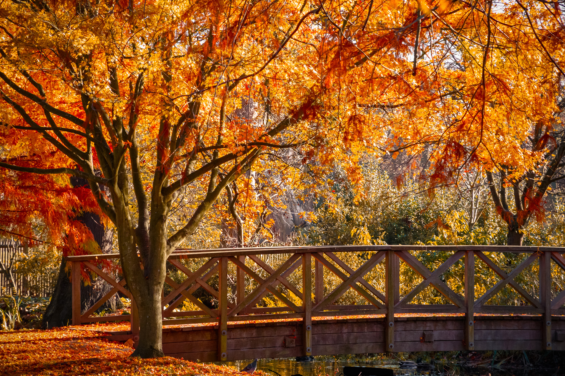 The UK's Loveliest Autumnal Spots