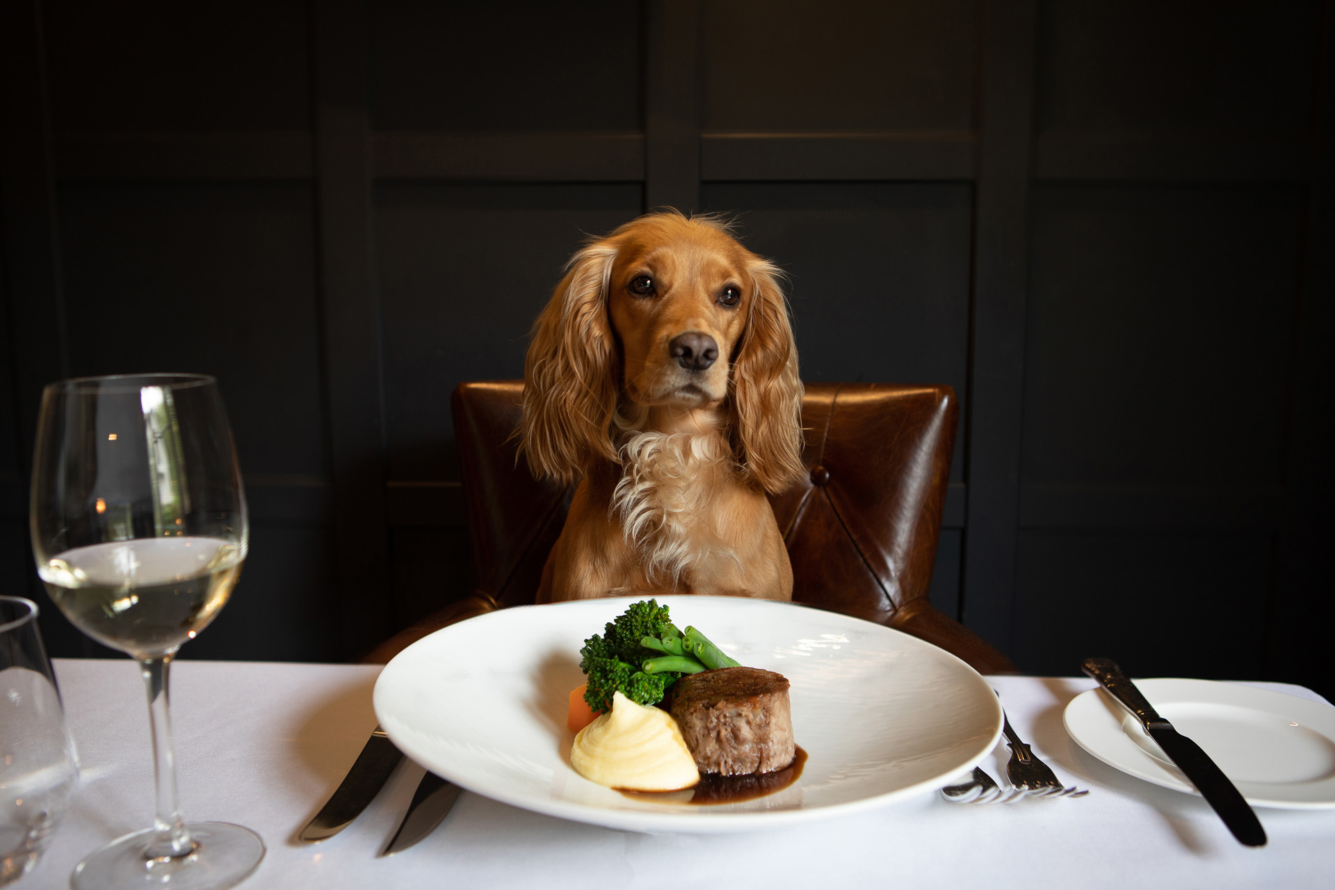 a little dog with a plate of food at the dinner table