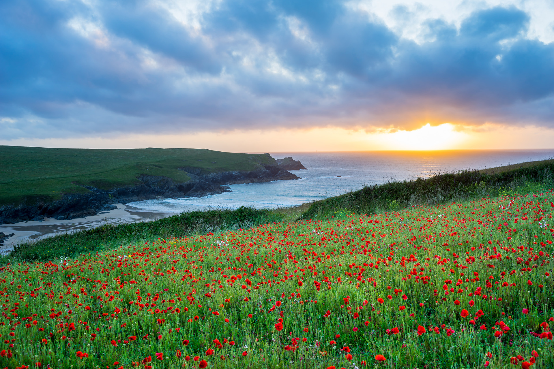 Sunset over a Field of Poppies and wild flowers above Porth Joke beach near Newquay Cornwall England UK Europe