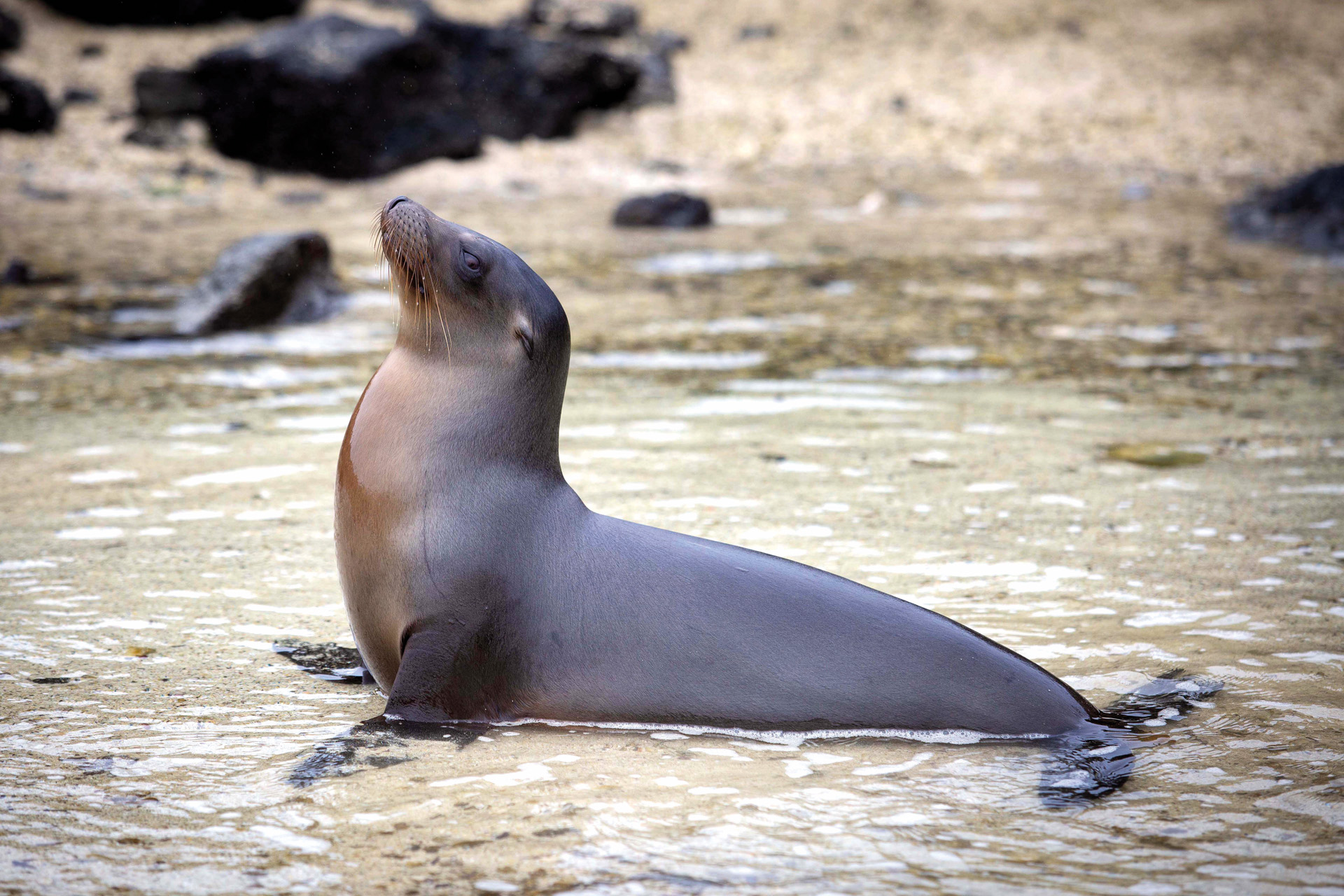 a sealion on a beach