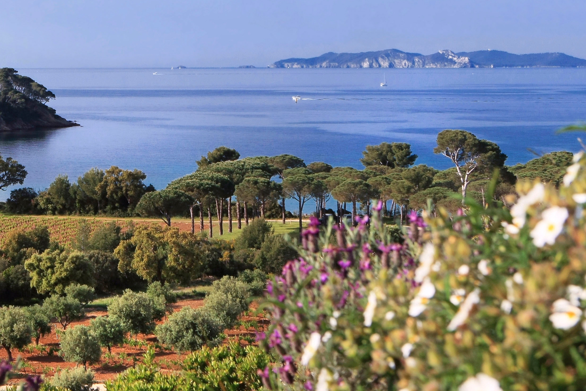 View of the sea at Chateau Leoube in Provence