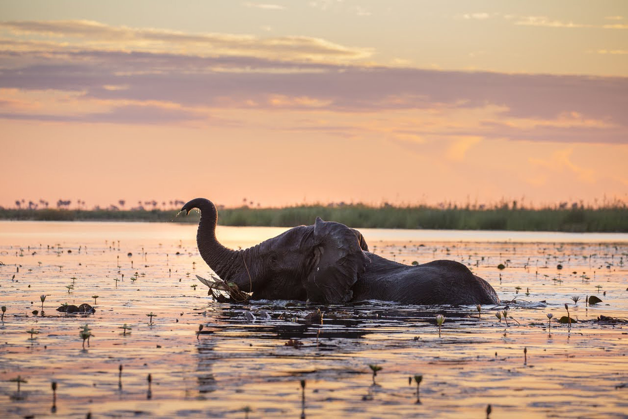 an elephant in the water at dusk