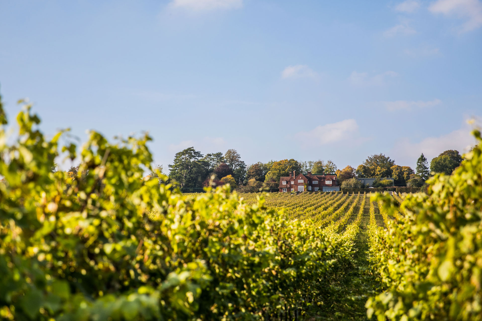 Hambledon-Vineyard