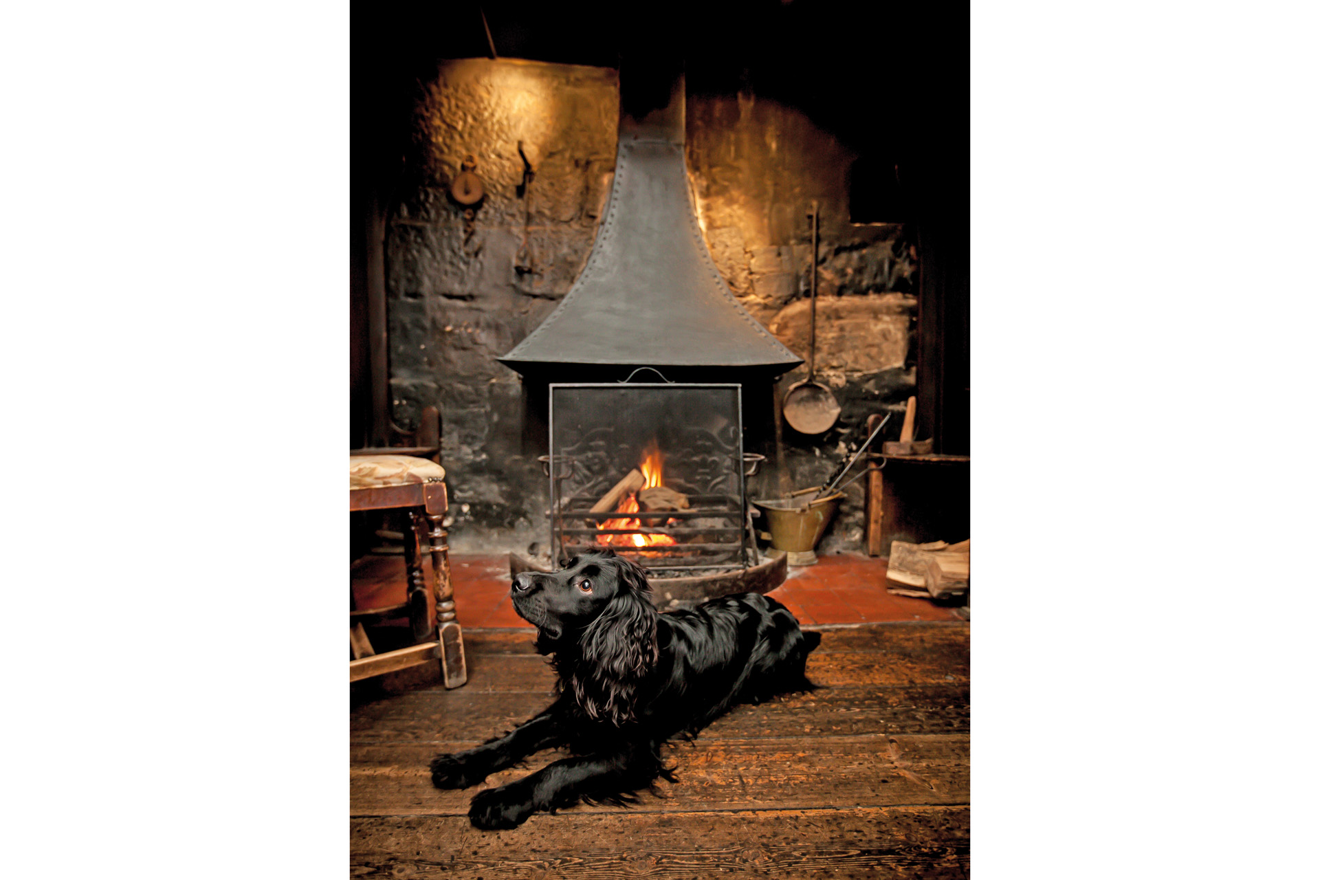 dog by the fire at The Cat Inn