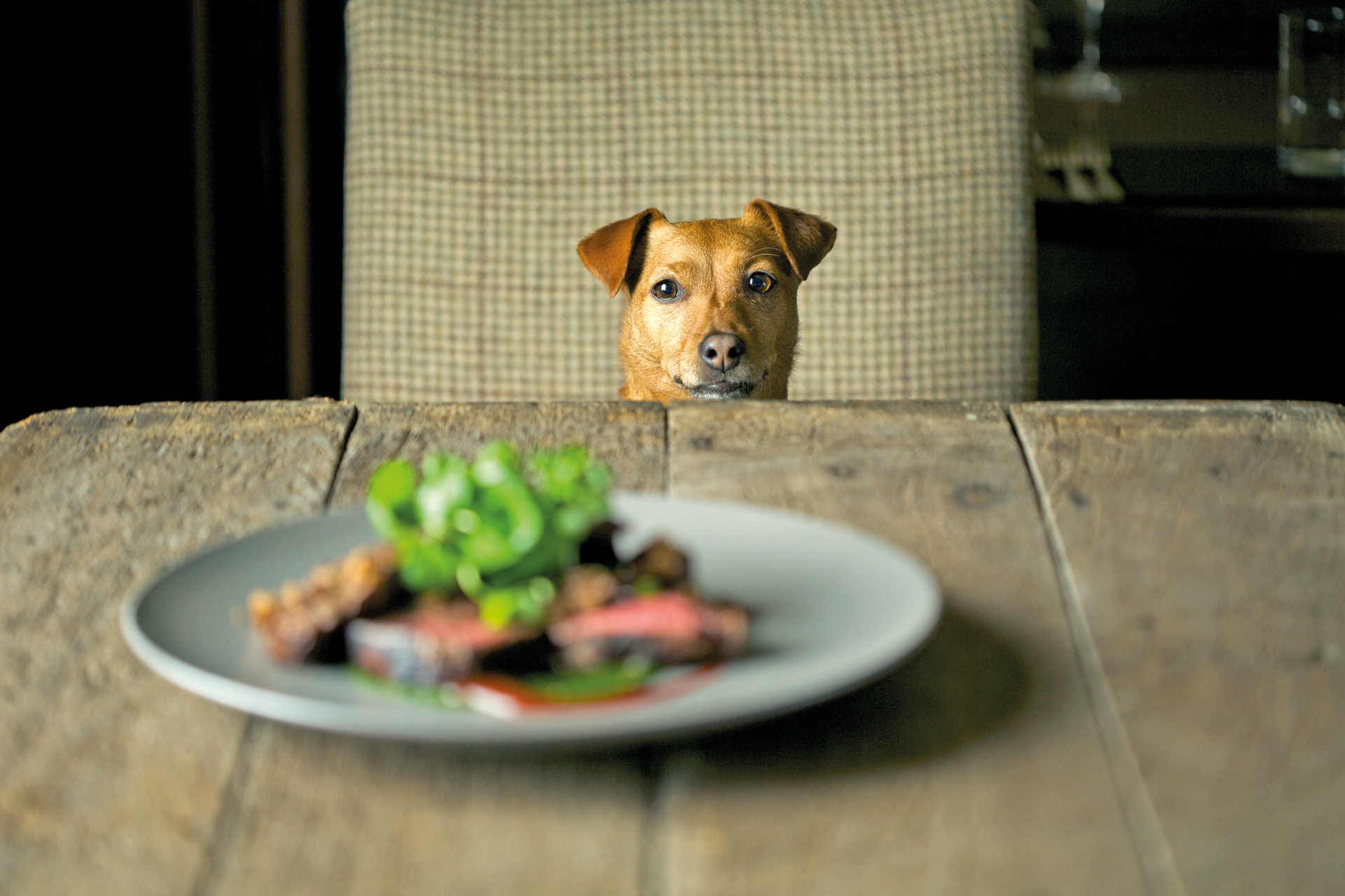 A dog looking at a plate of food