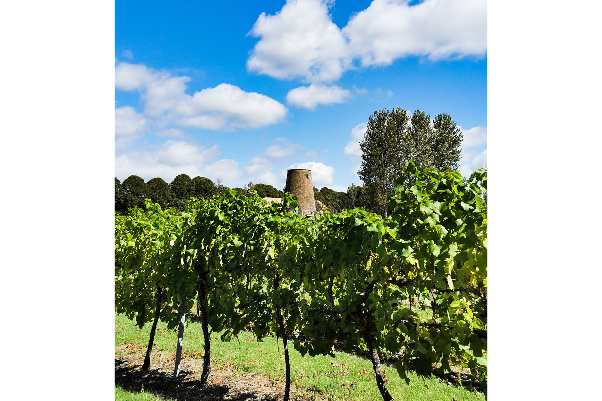 Nutbourne Vineyards