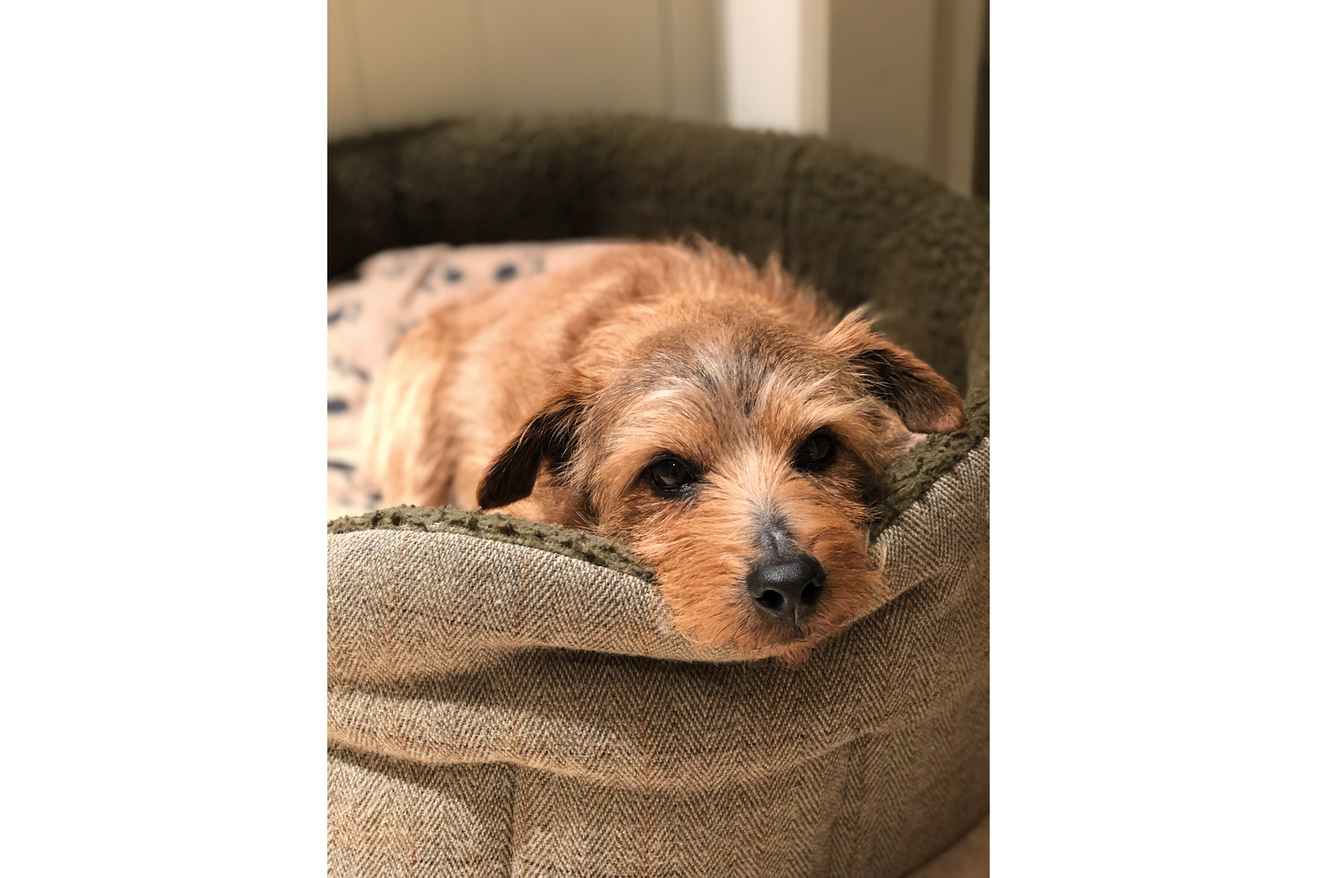 dog in a basket