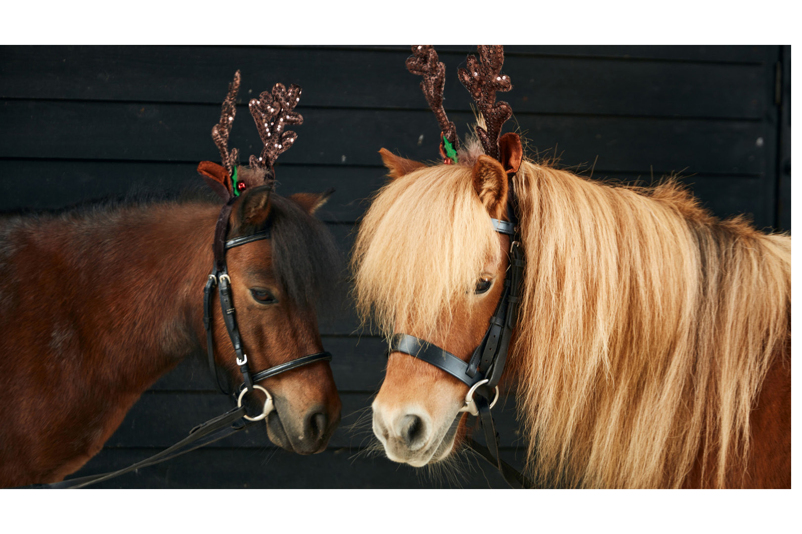 two shetland ponies wearing festive antlers