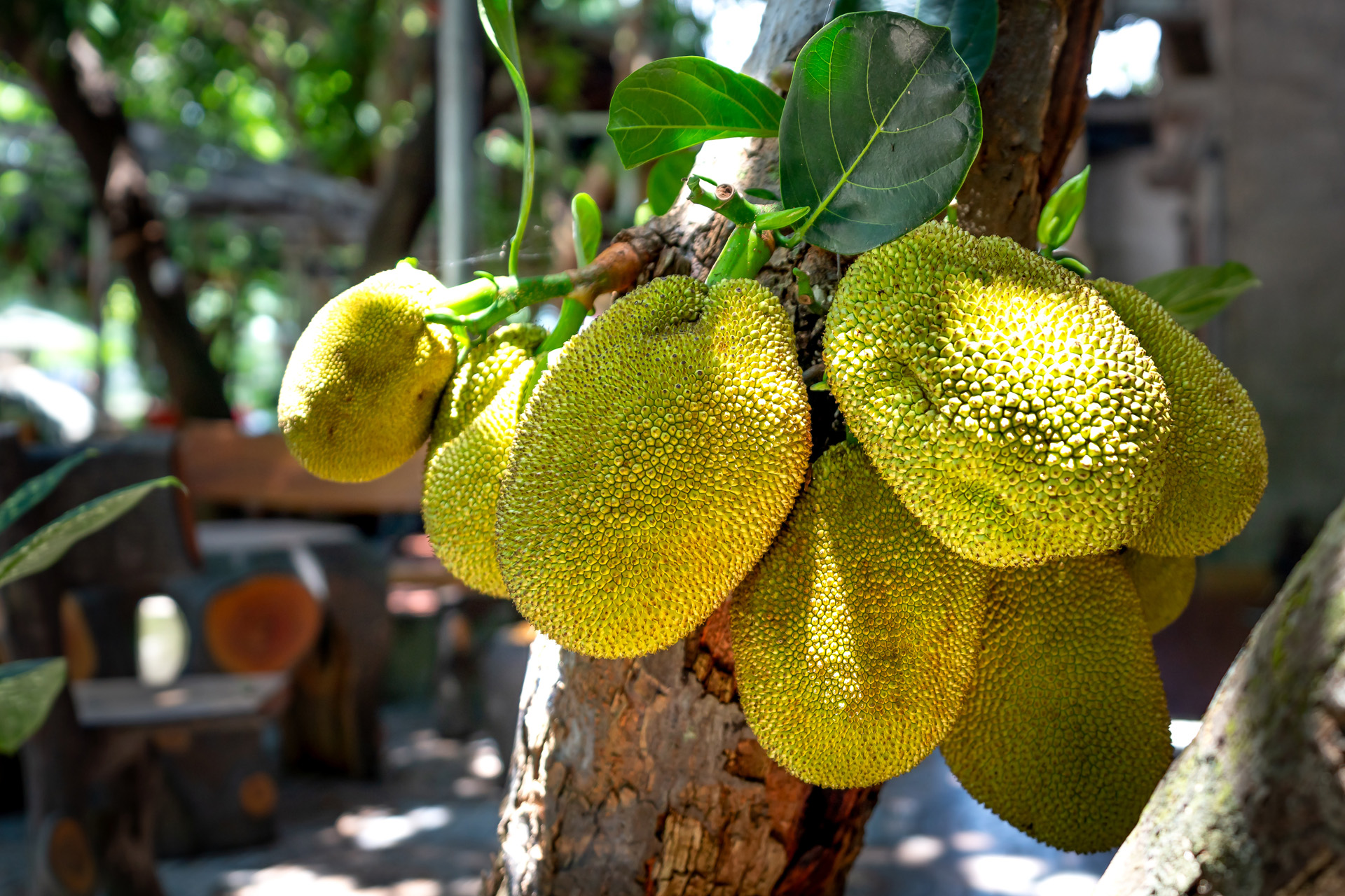 jackfruit growing on trees