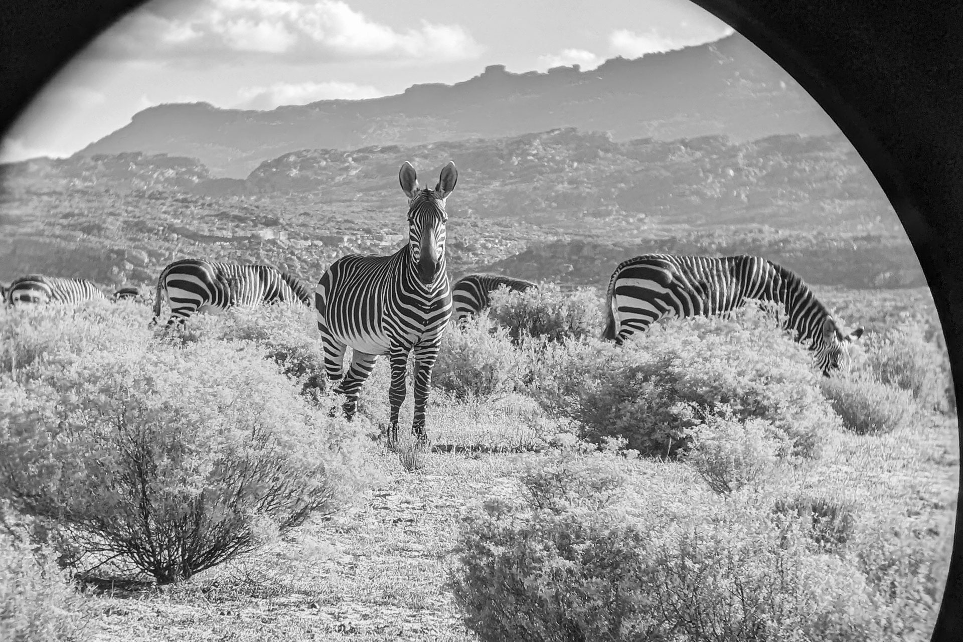 Zebra in the grounds of Bushmans Kloof