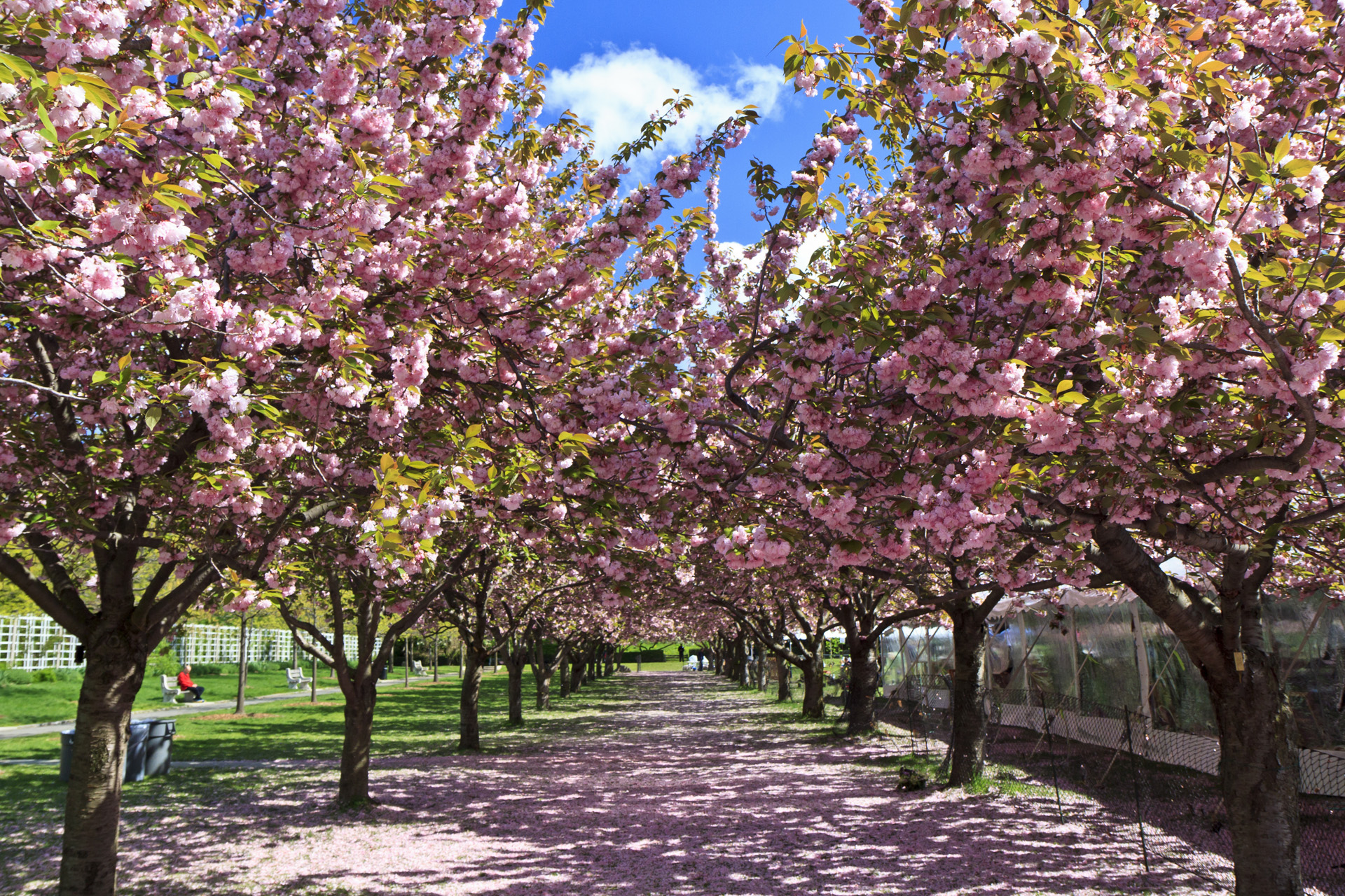 the Cherry Esplanade at Brooklyn Botanical Garden