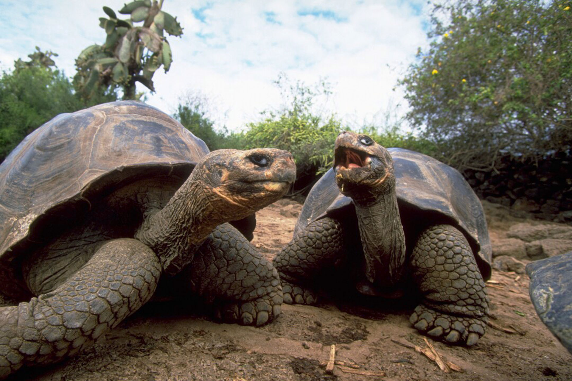 Giant Tortoises on the Galápagos Islands