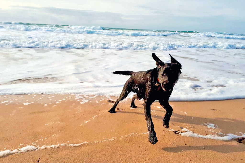 Dog on beach