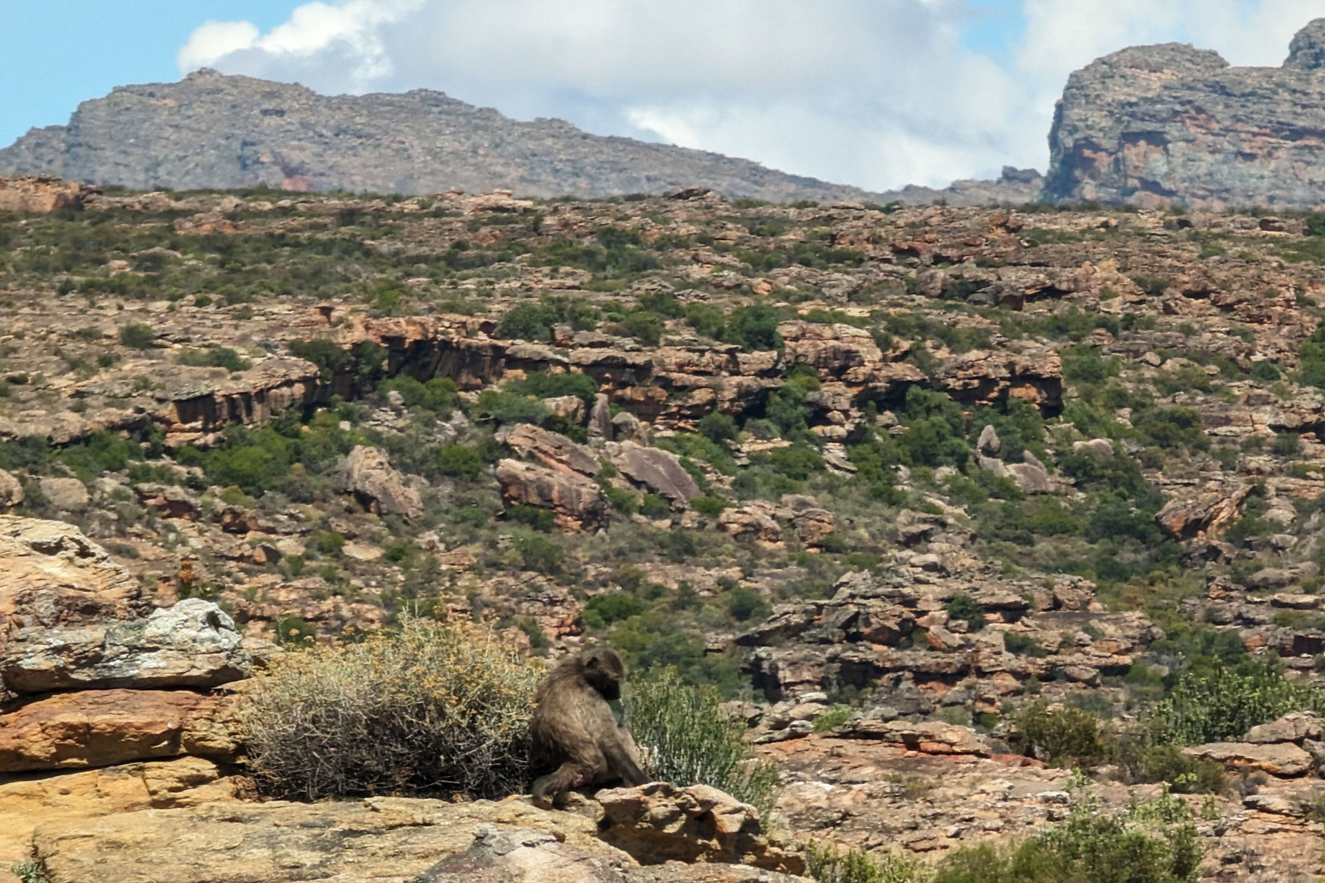 Baboons at Bushmans Kloof