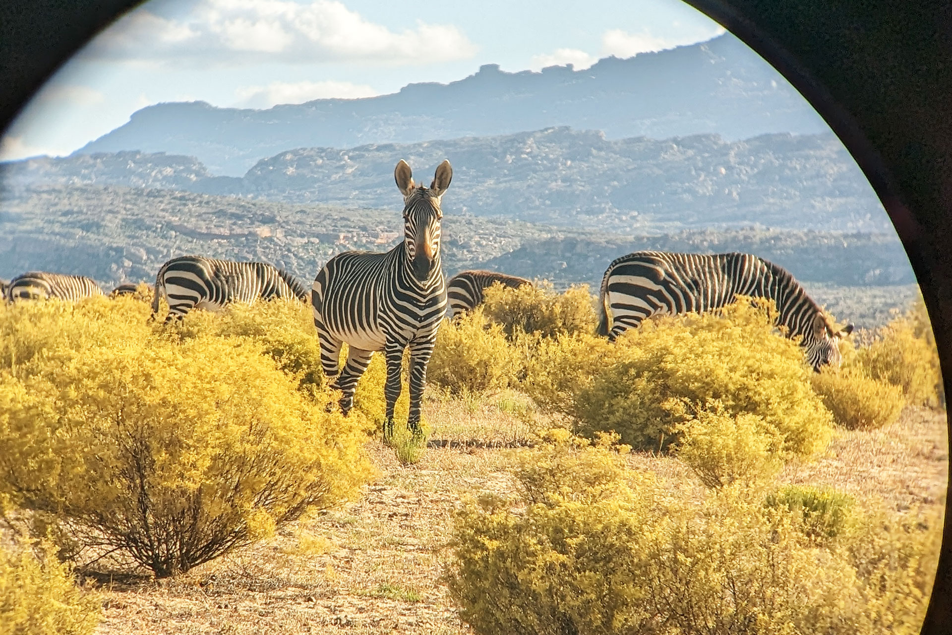 Zebra in the grounds of Bushmans Kloof