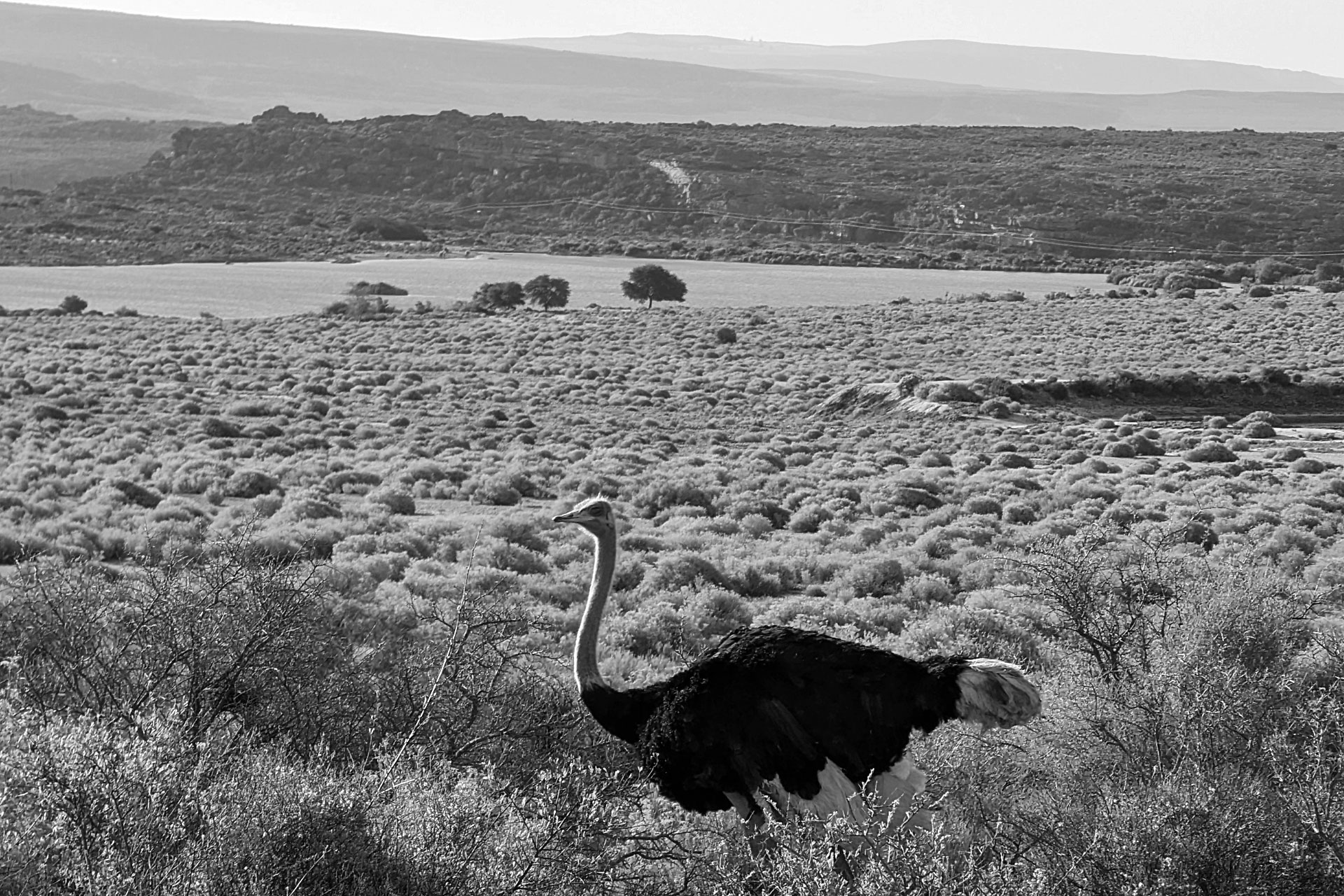 Ostrich at Bushmans Kloof