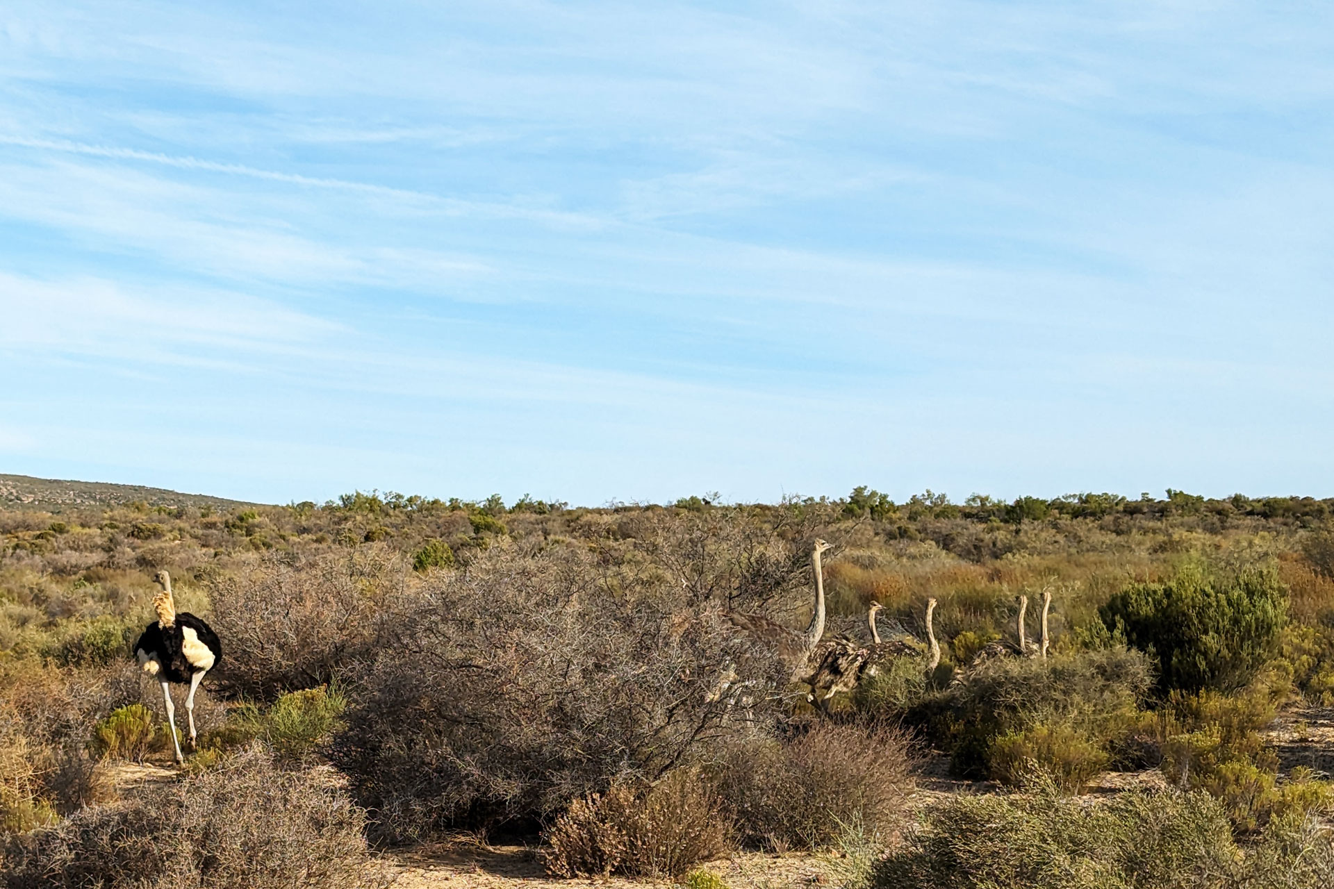 Ostrich at Bushmans Kloof