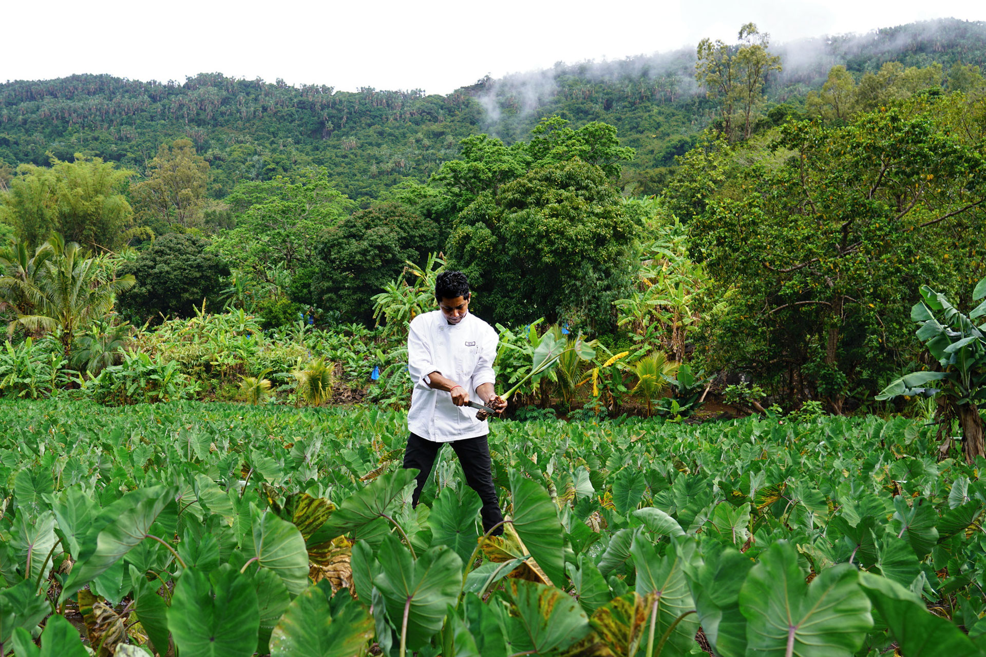 Man standing in grass tarot picking - Mauritius