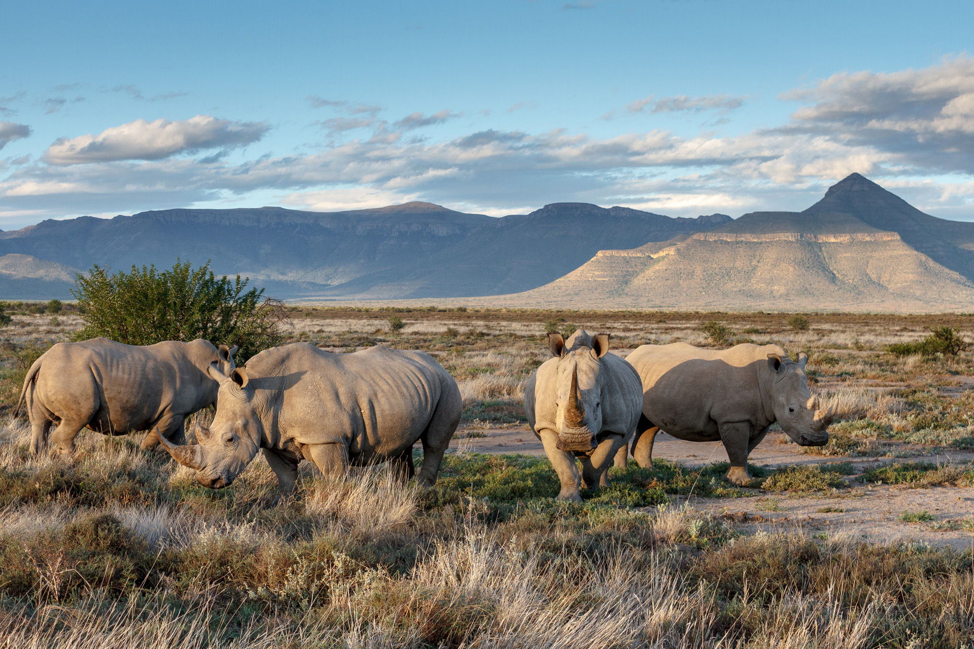 White rhinos at Samara Karoo