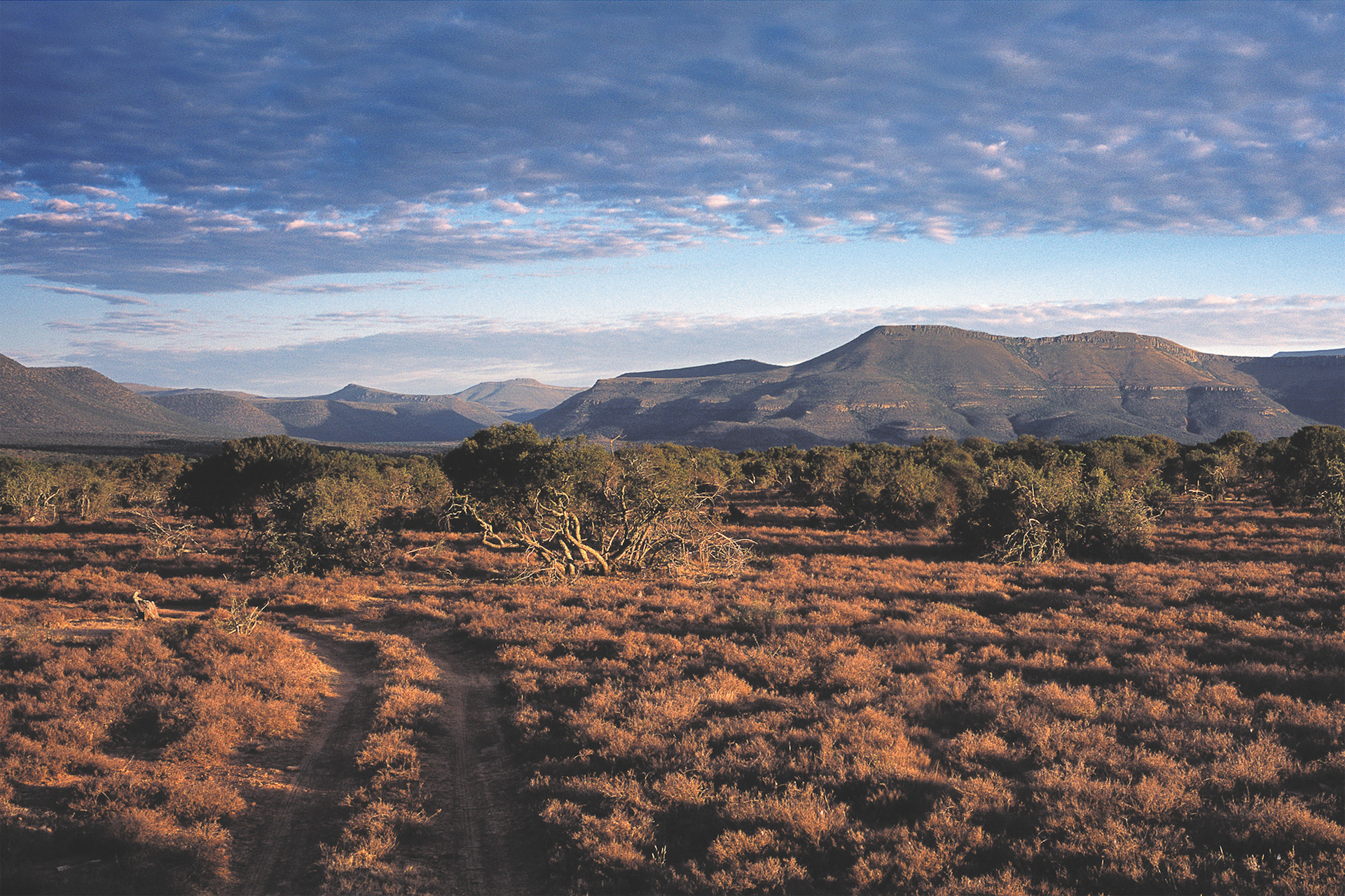 A road running through the Samara Karoo Game Reserve