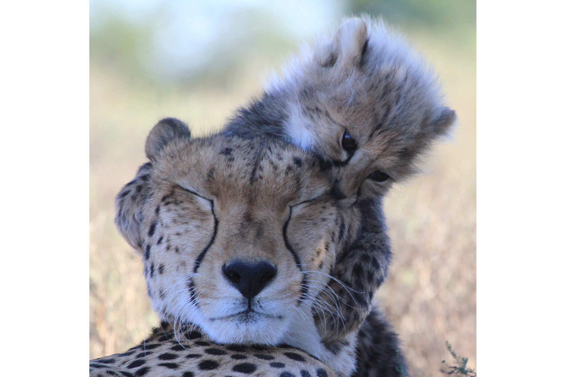 a playful cheetah cub