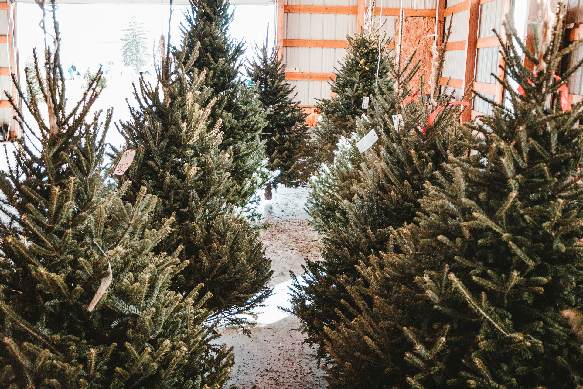 These Are The UK's Cutest Christmas Tree Farms