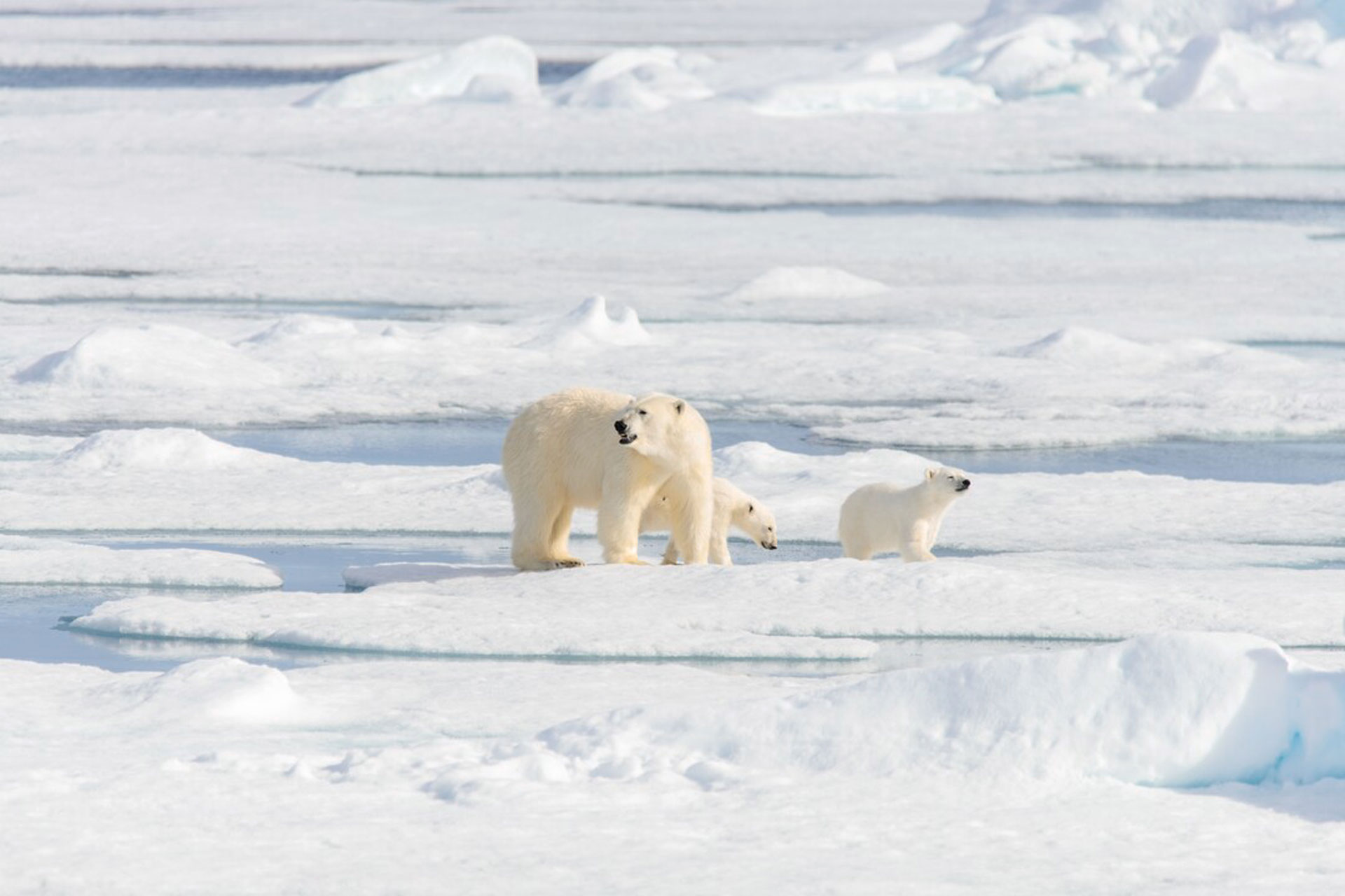 Polar Bears on Svalbard