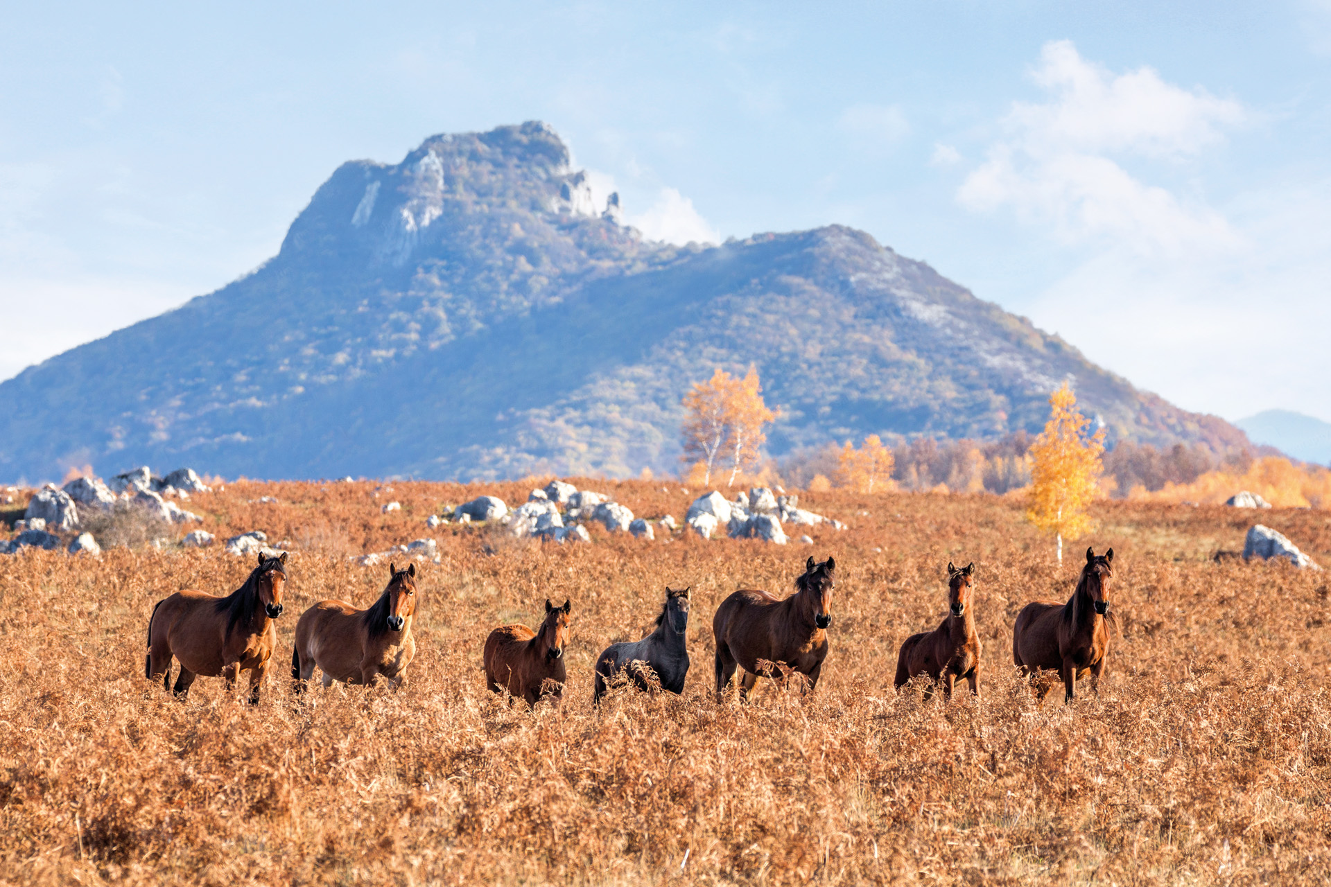 Horses and Konik horses in the Lika Plains, Bosnian Mountains