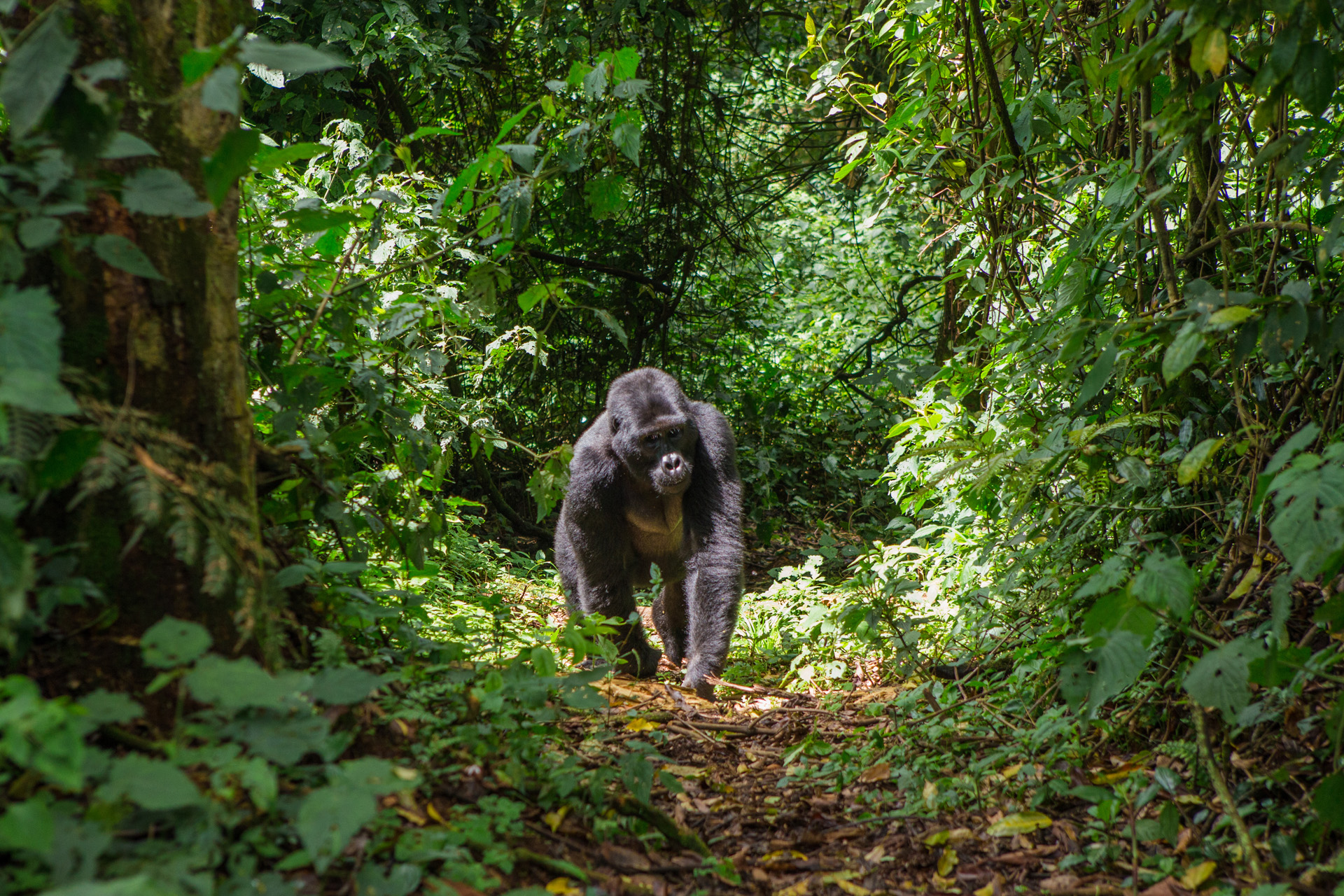Ecotourism in Uganda