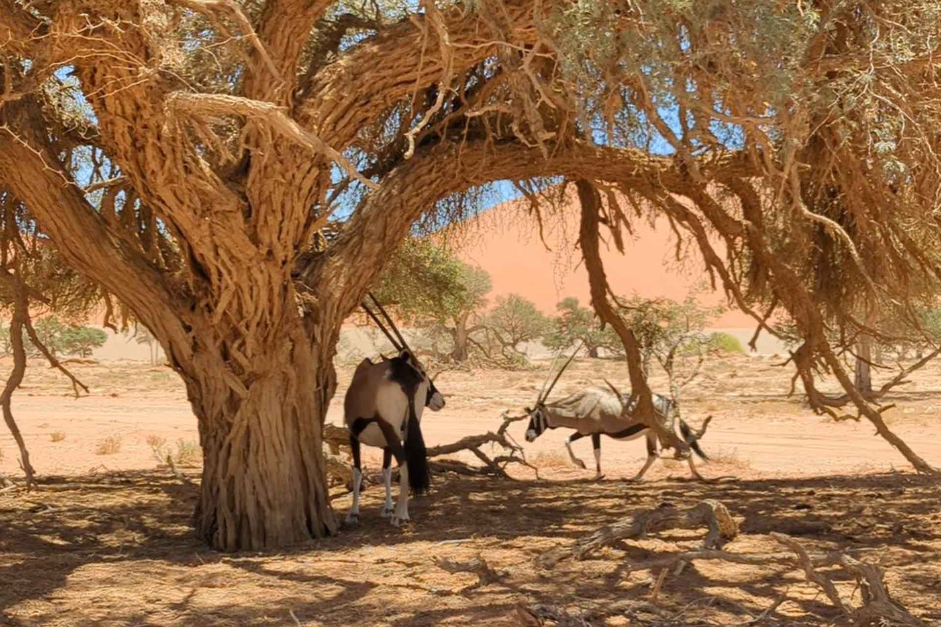 Namibia Sossusvlei