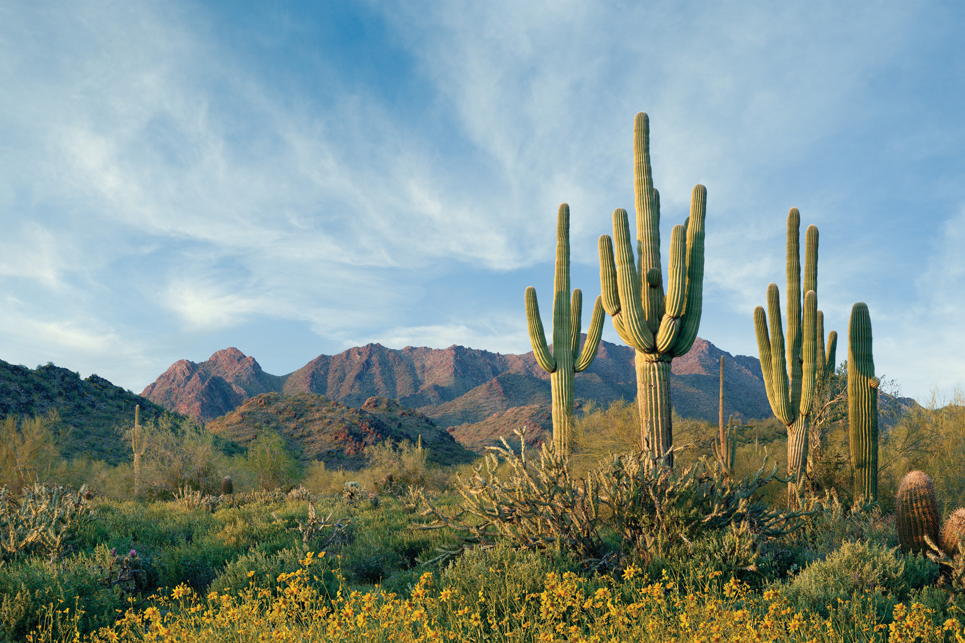 McDowell Mountain Preserve Scottsdale, Arizona