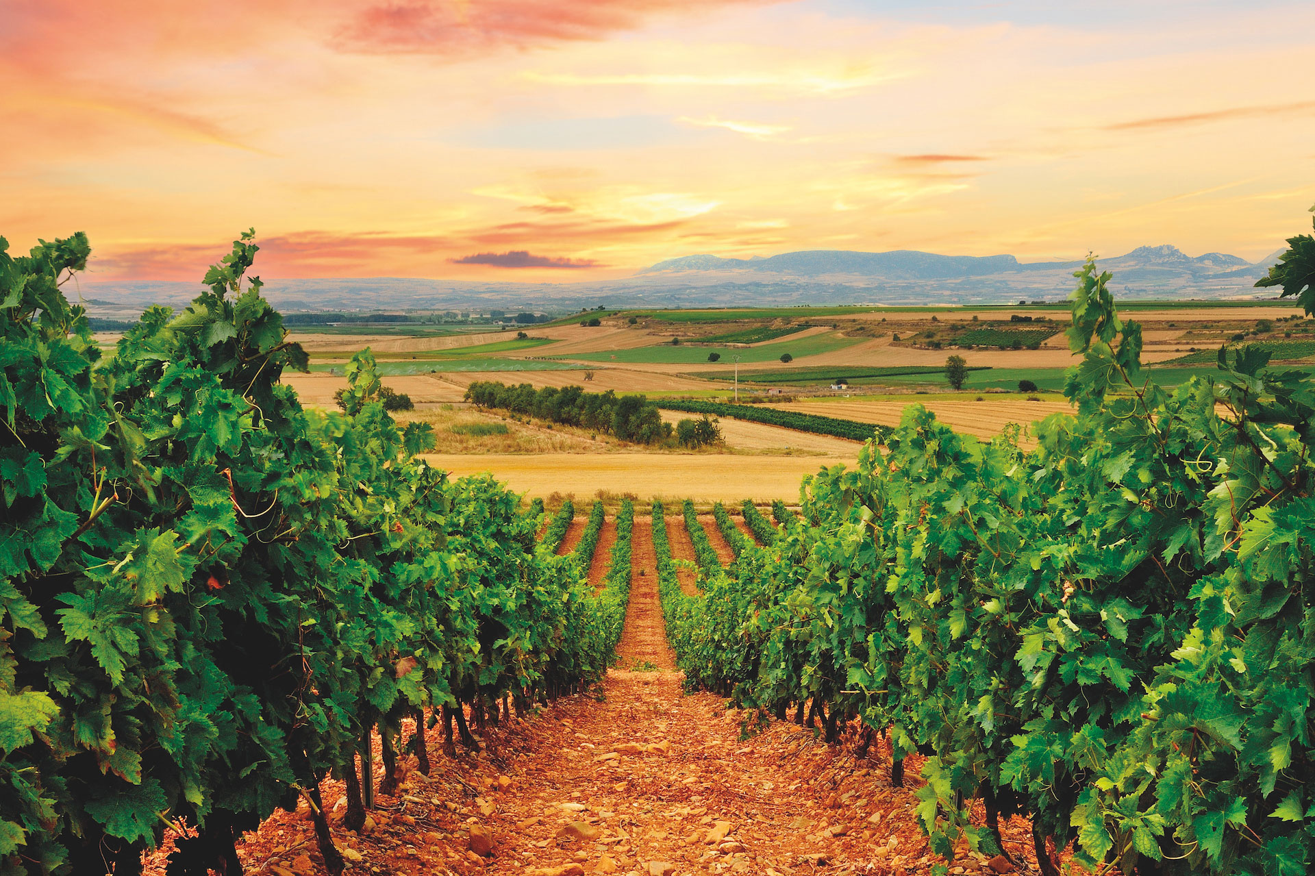 Tour Spain's Wine Country with Insider's Travel
