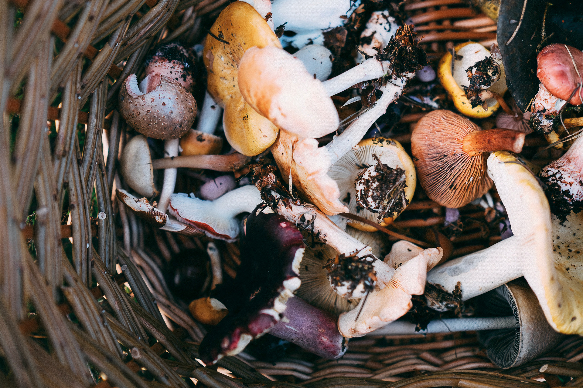 Foraged mushrooms in basket