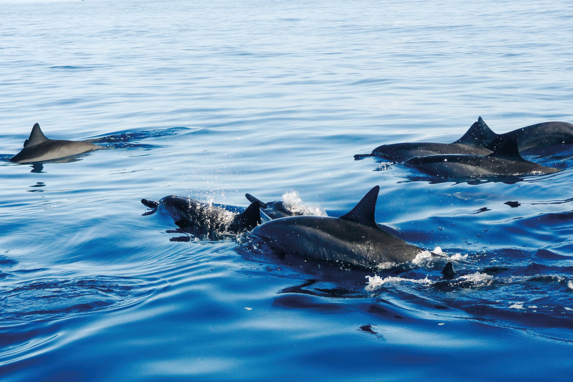 Dolphins swimming