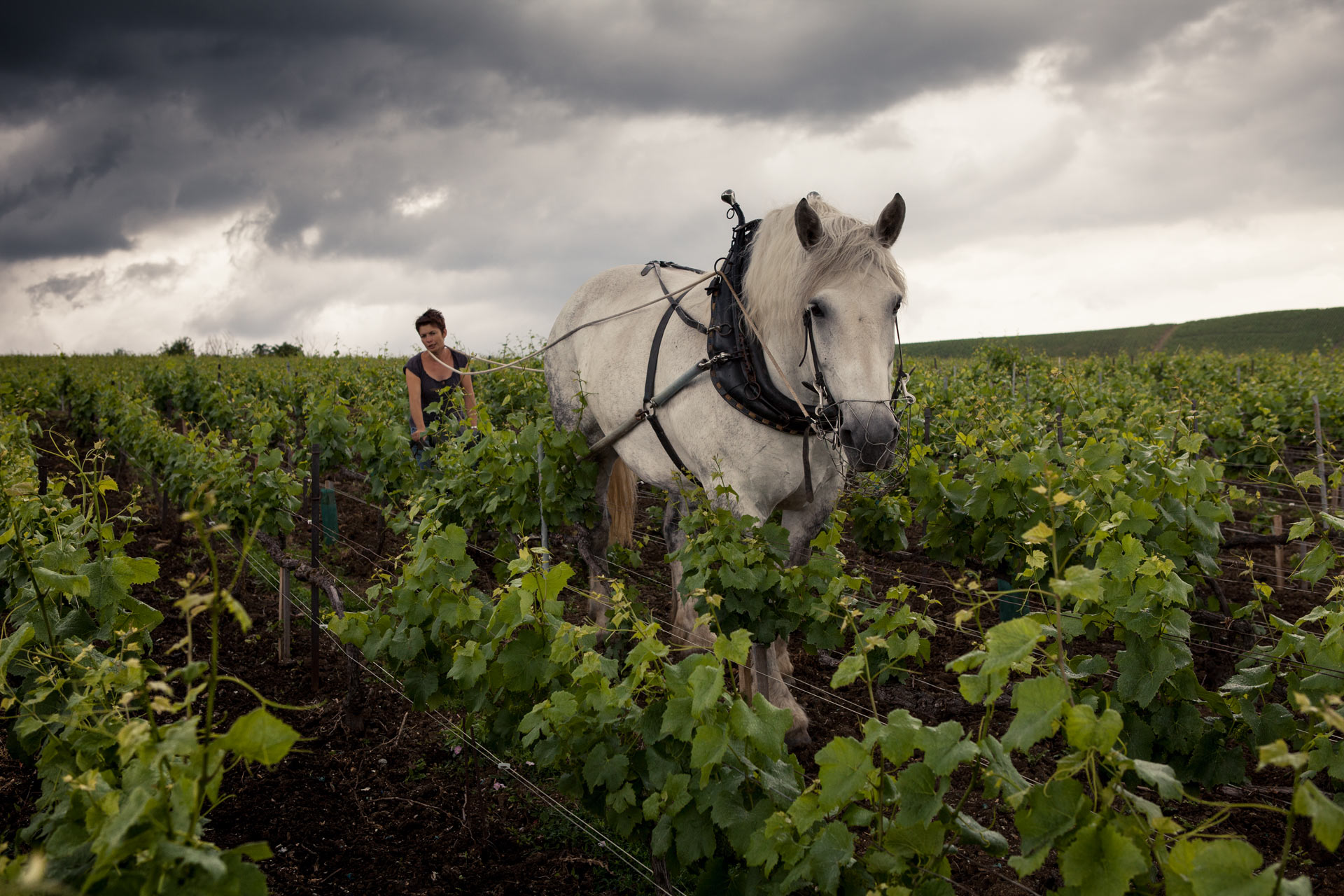 Horse on Louis Roederer vineyard