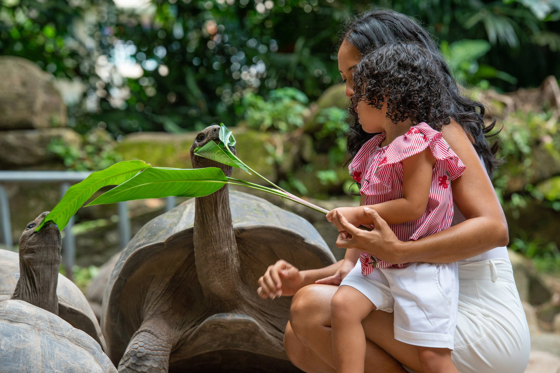 Woman & Child Feeding Giant Tortoise at the Botanical Gardens in the Seychelles