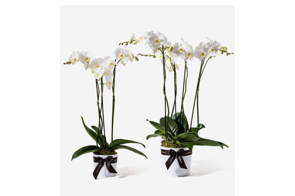 Two pots of white orchids.