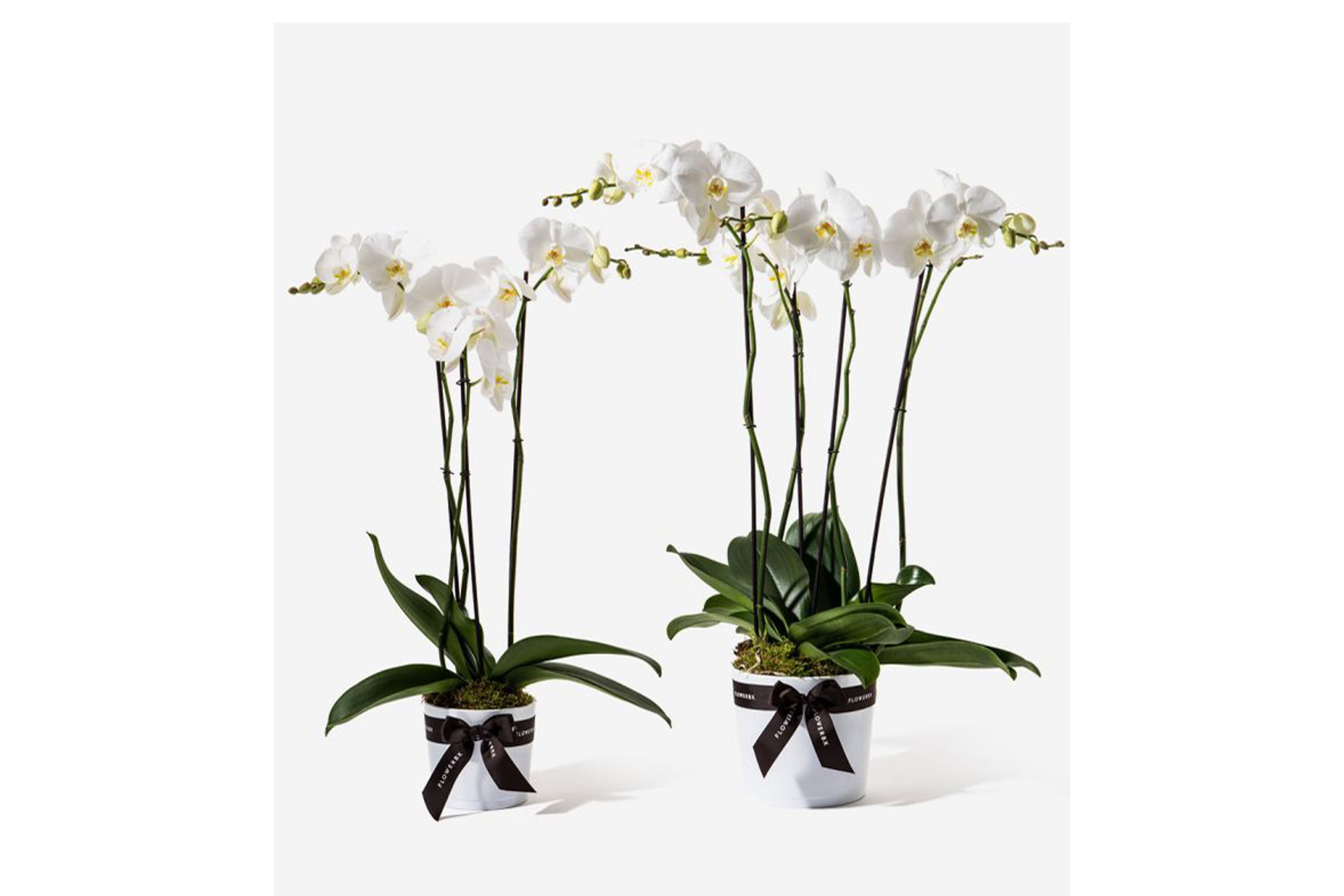 Two pots of white orchids.