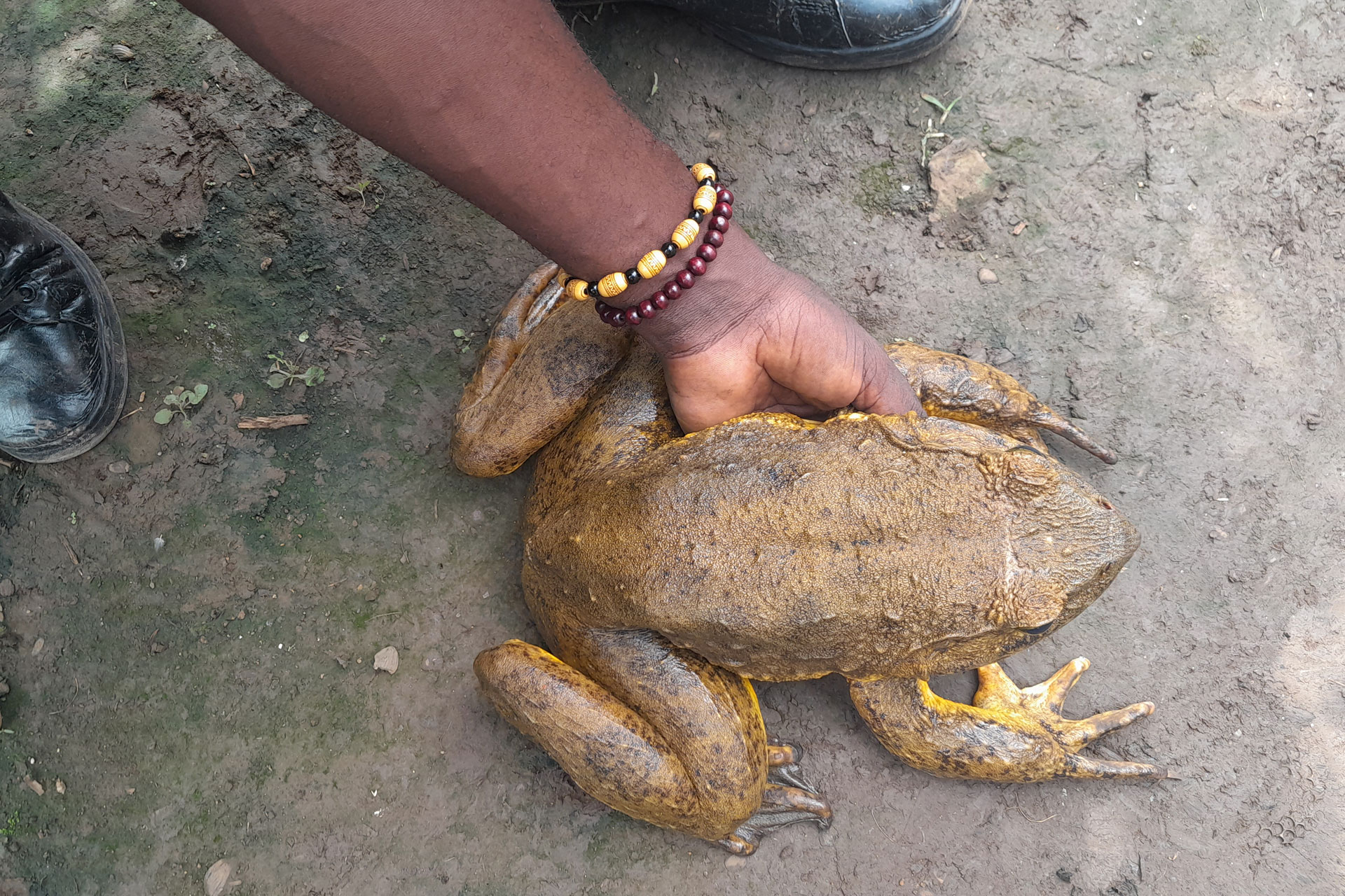The Goliath Frog