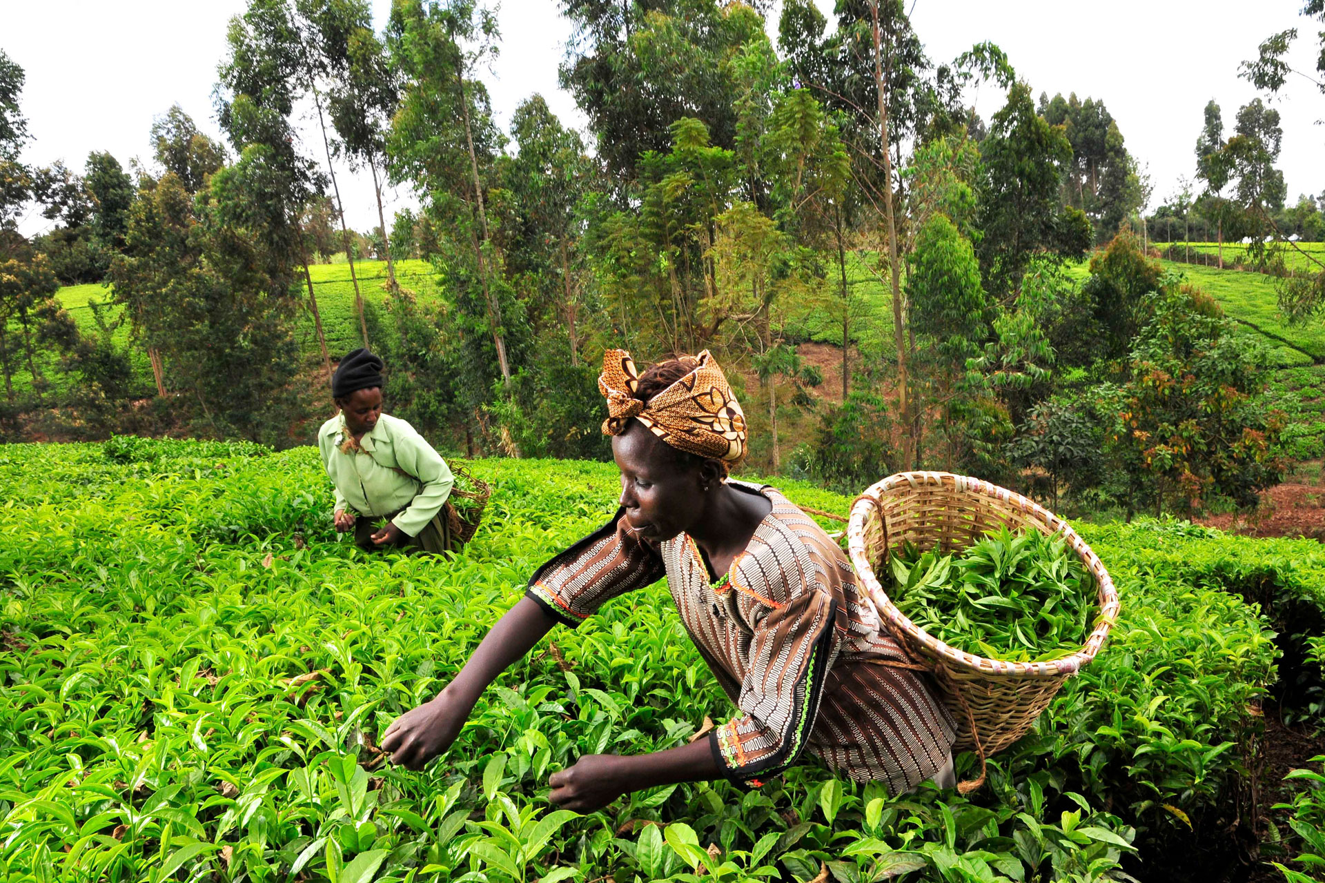 Tea pickers in Kenya