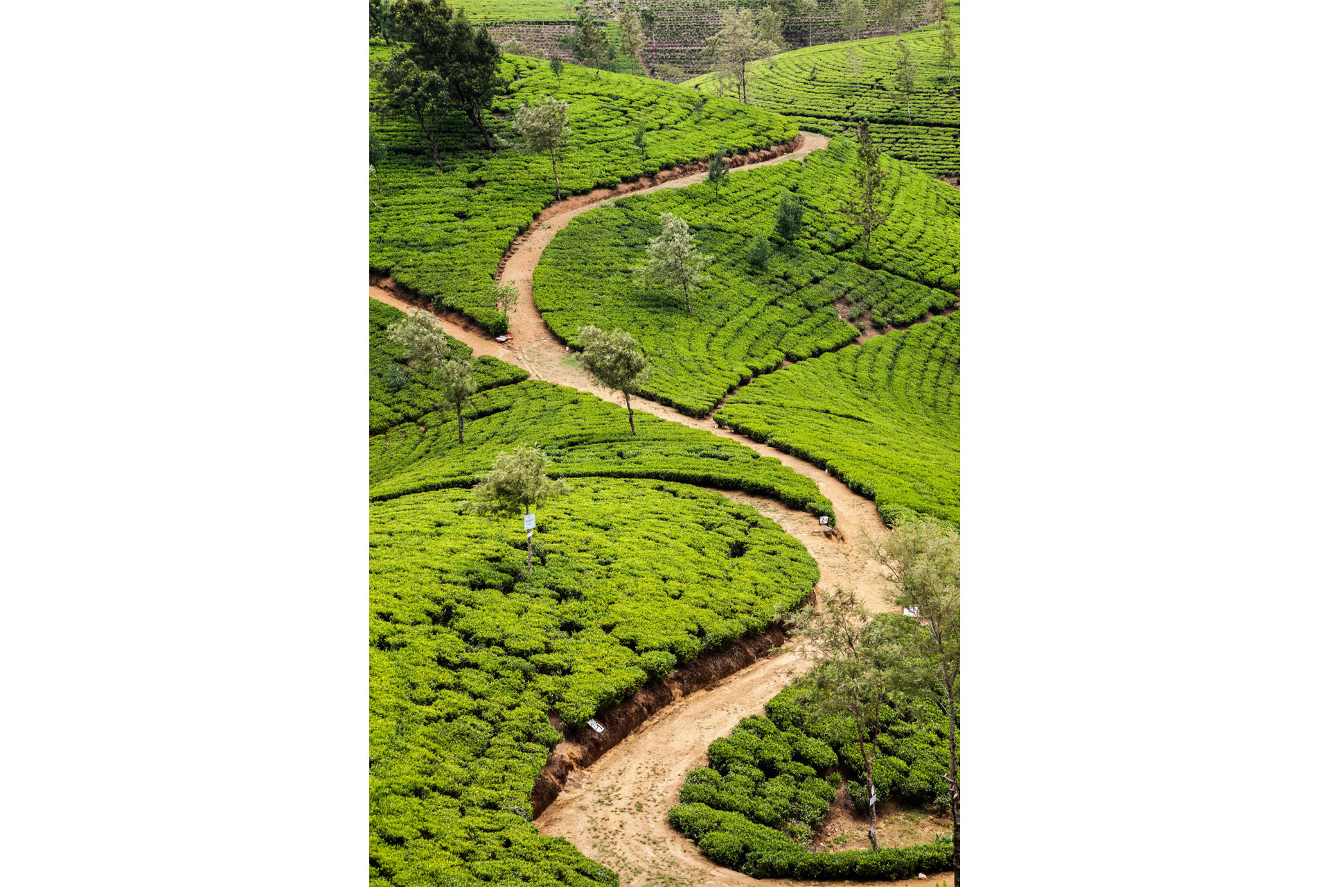 A Tea Plantation in Sri Lanka