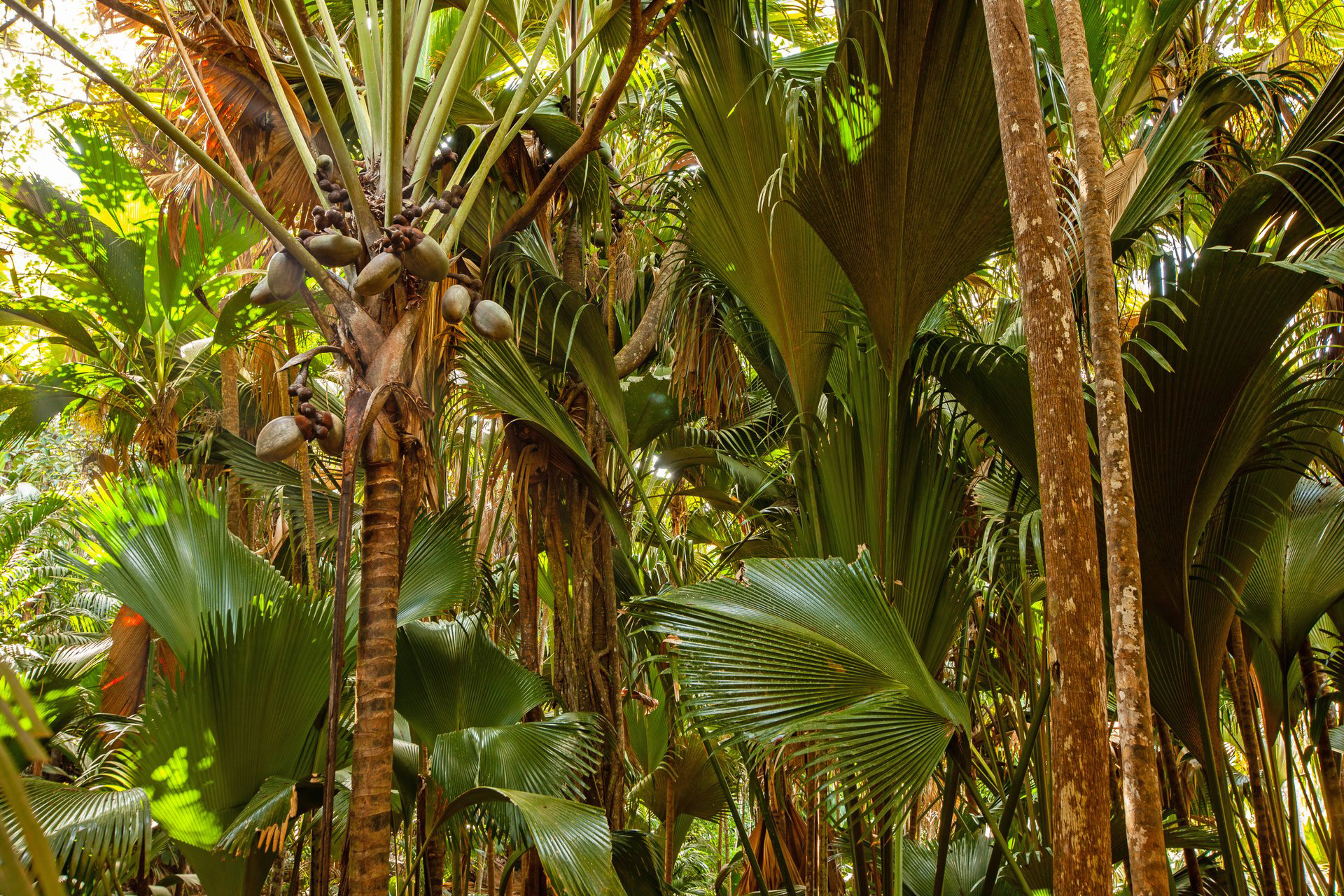 Coco de mer in the Vallee De Mai Forest, Praslin