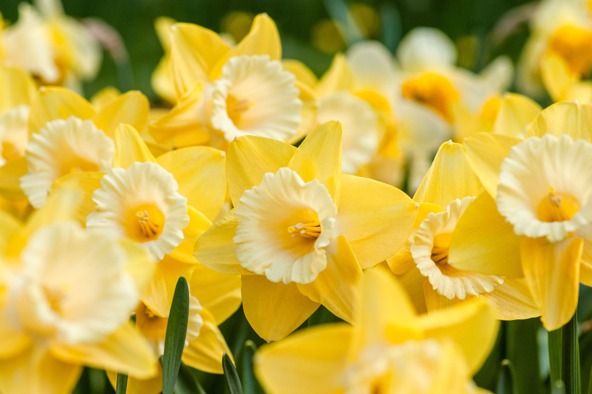 Yellow daffodils.