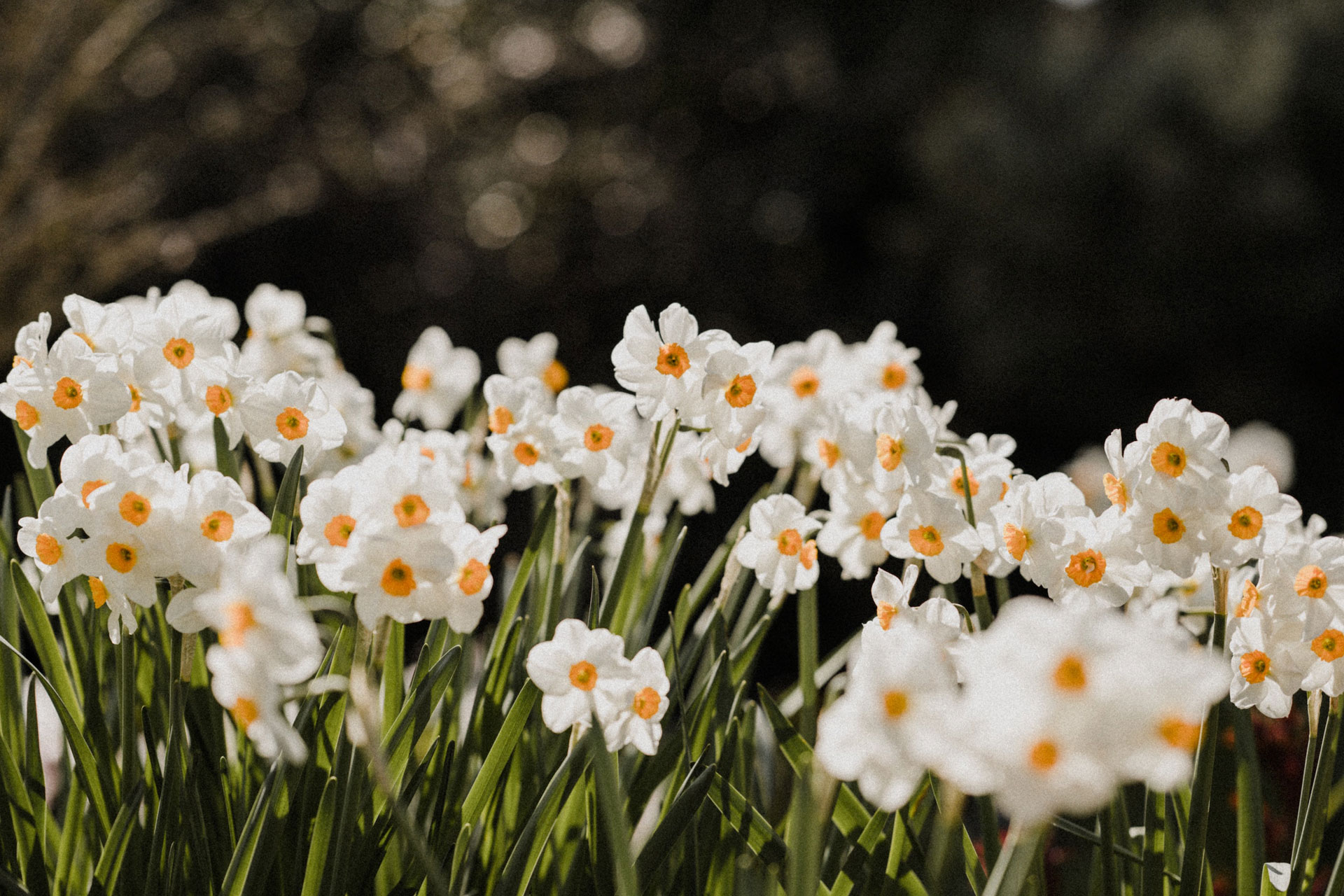 White flowers in a wood.