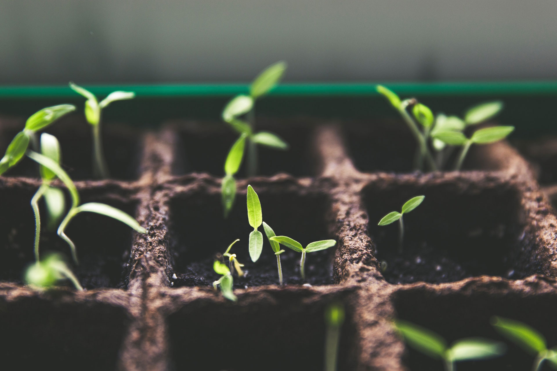 Seedlings in pots.