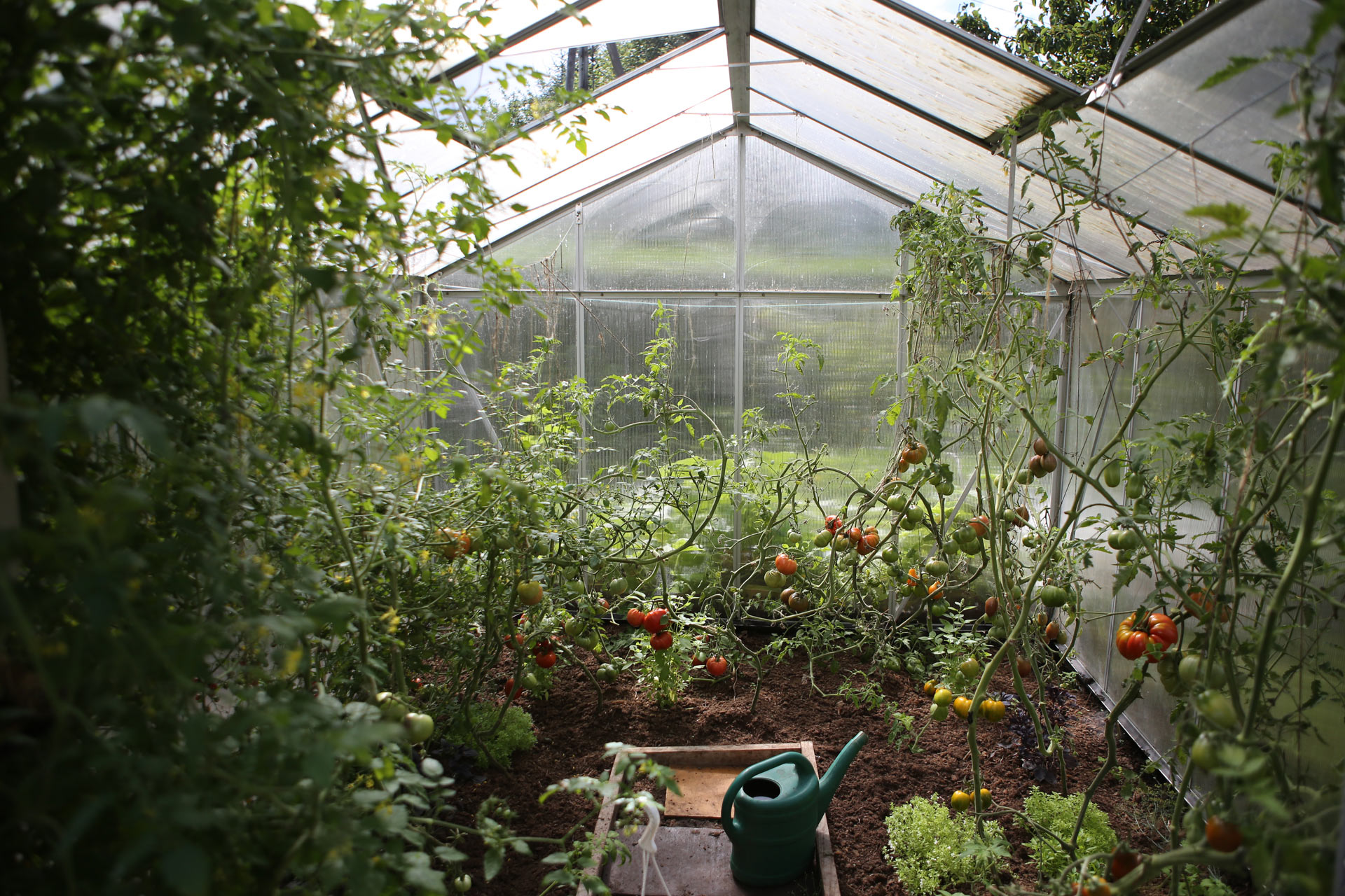 Tomatoes growing in a greenhouse